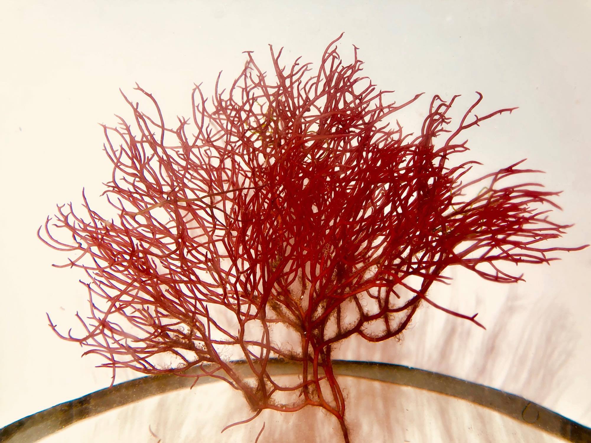 Live Birds Nest Red Gracilaria Macro Algae PICK A SIZE!!!