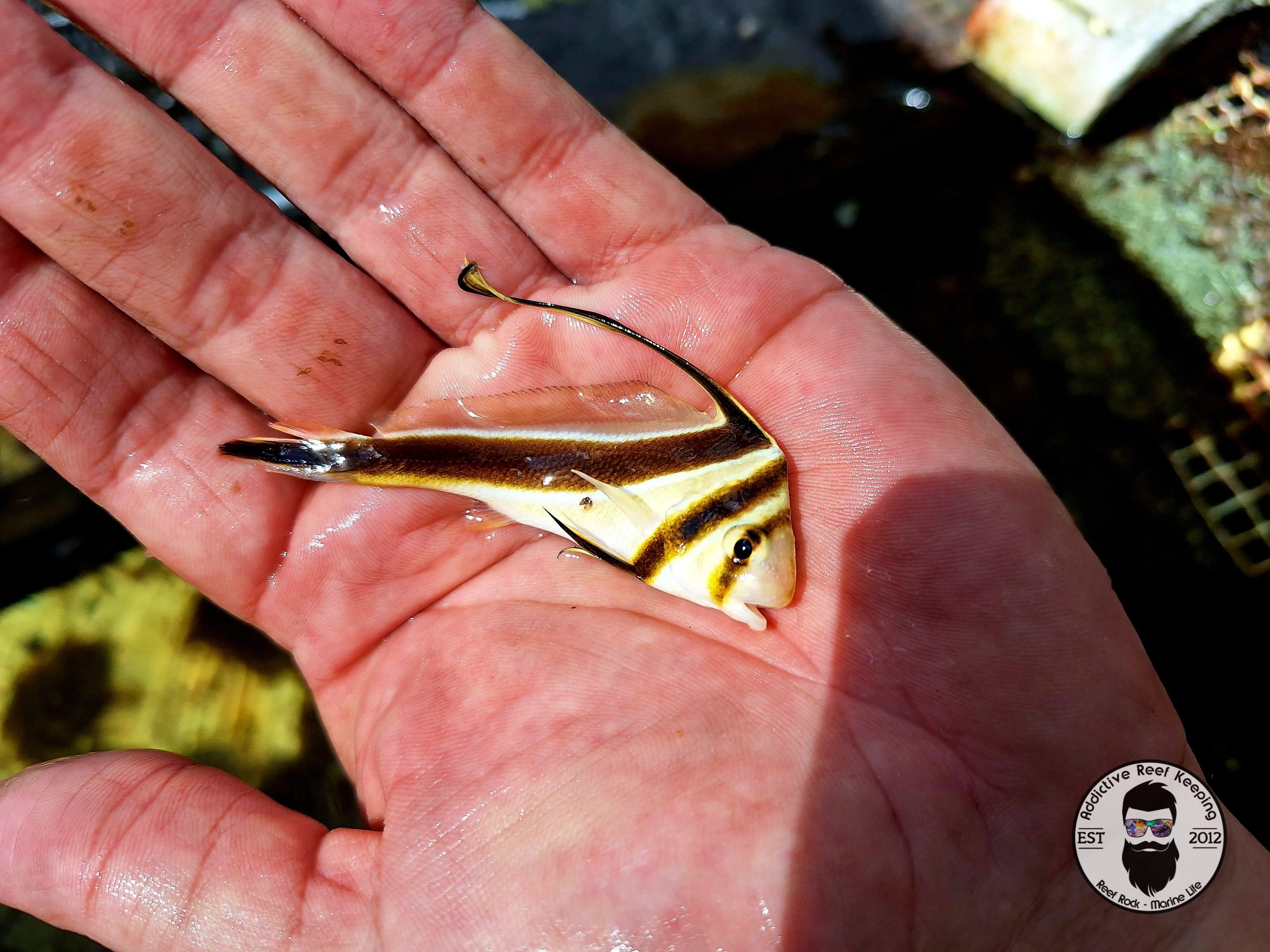 Jack Knife Fish WYSIWYG