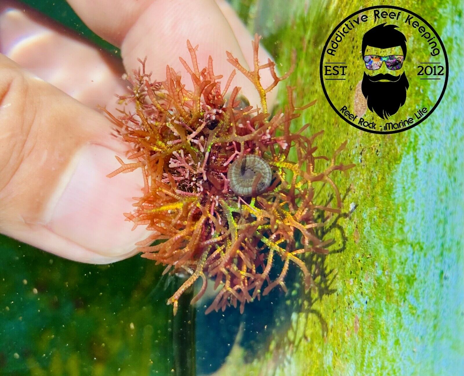 RARE Champia Sp. Macro Algae Frag