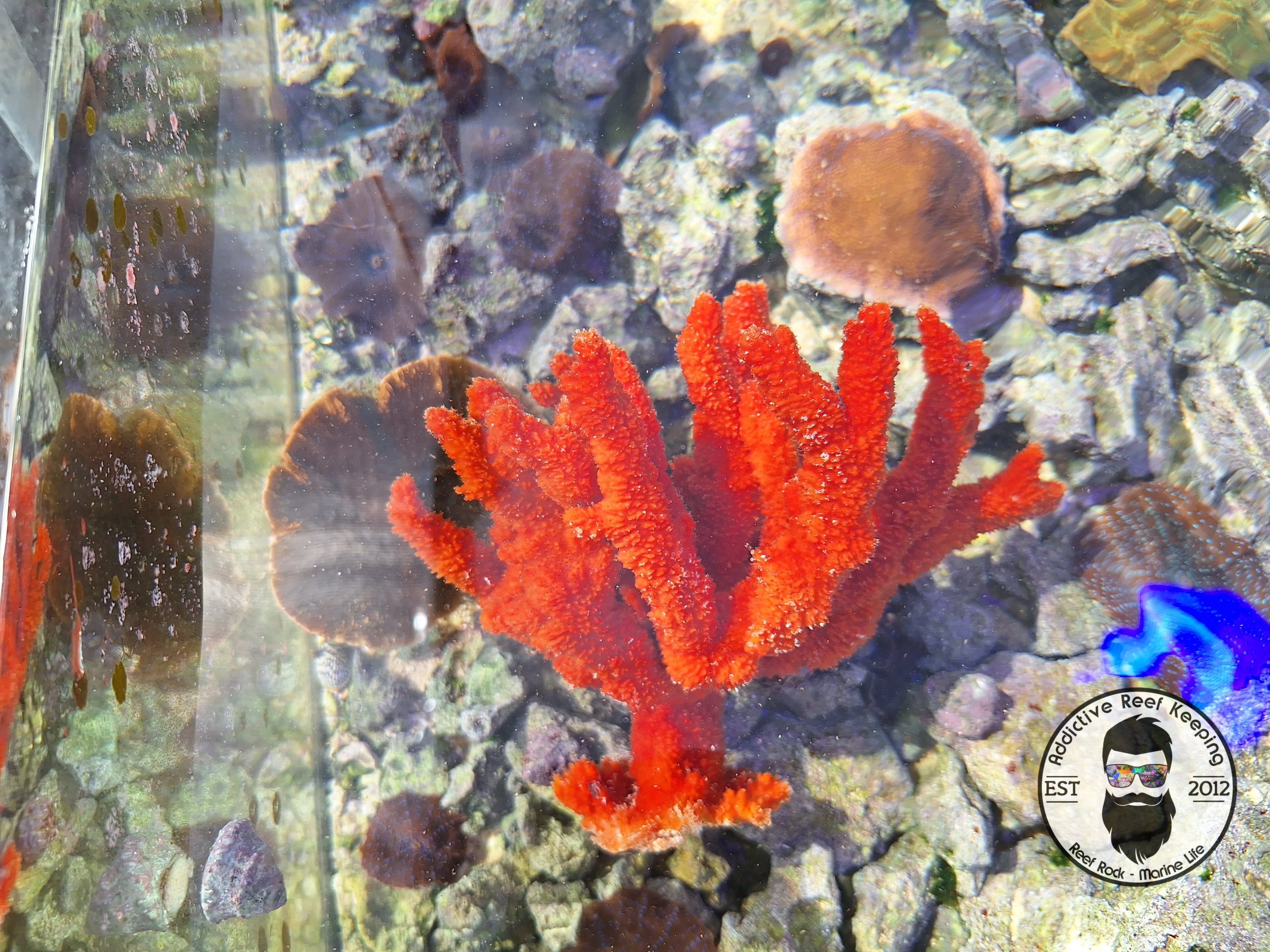 Red Tree Sponge (Ptilocaulis)