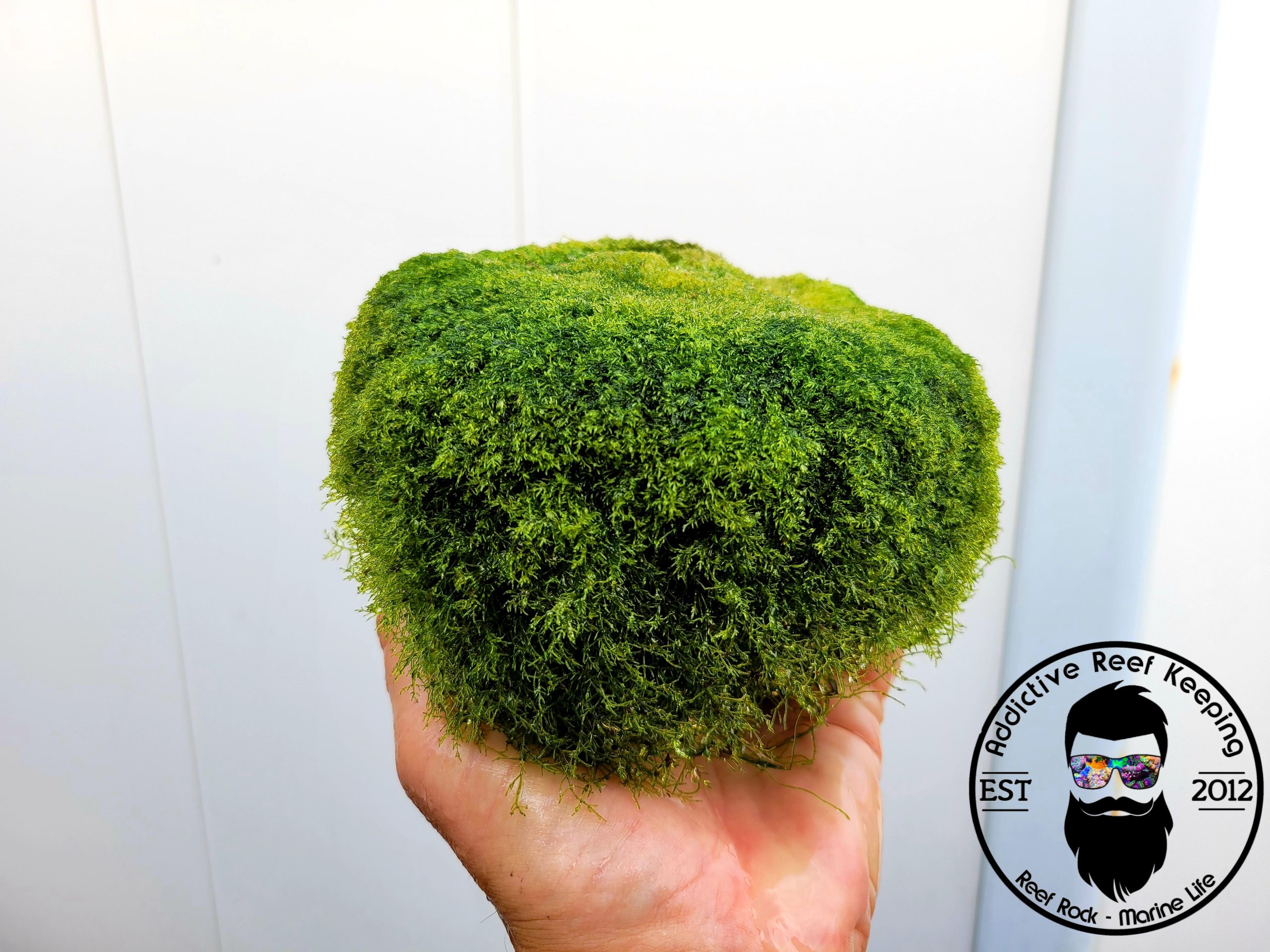 1/2 cup Toadstool Cladophora Prolifera