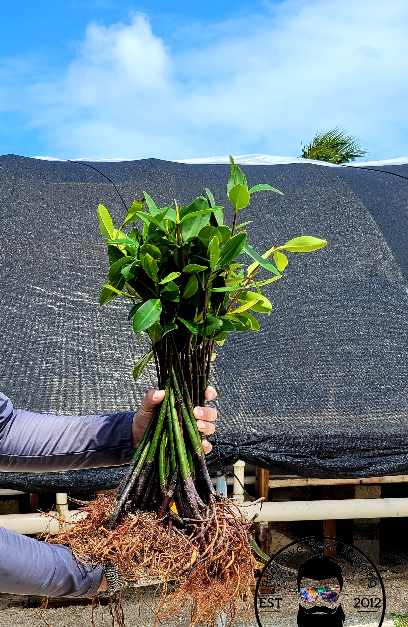 LARGE Red Mangrove Live Plant Propagules 12″ PLUS SINGLES Saltwater