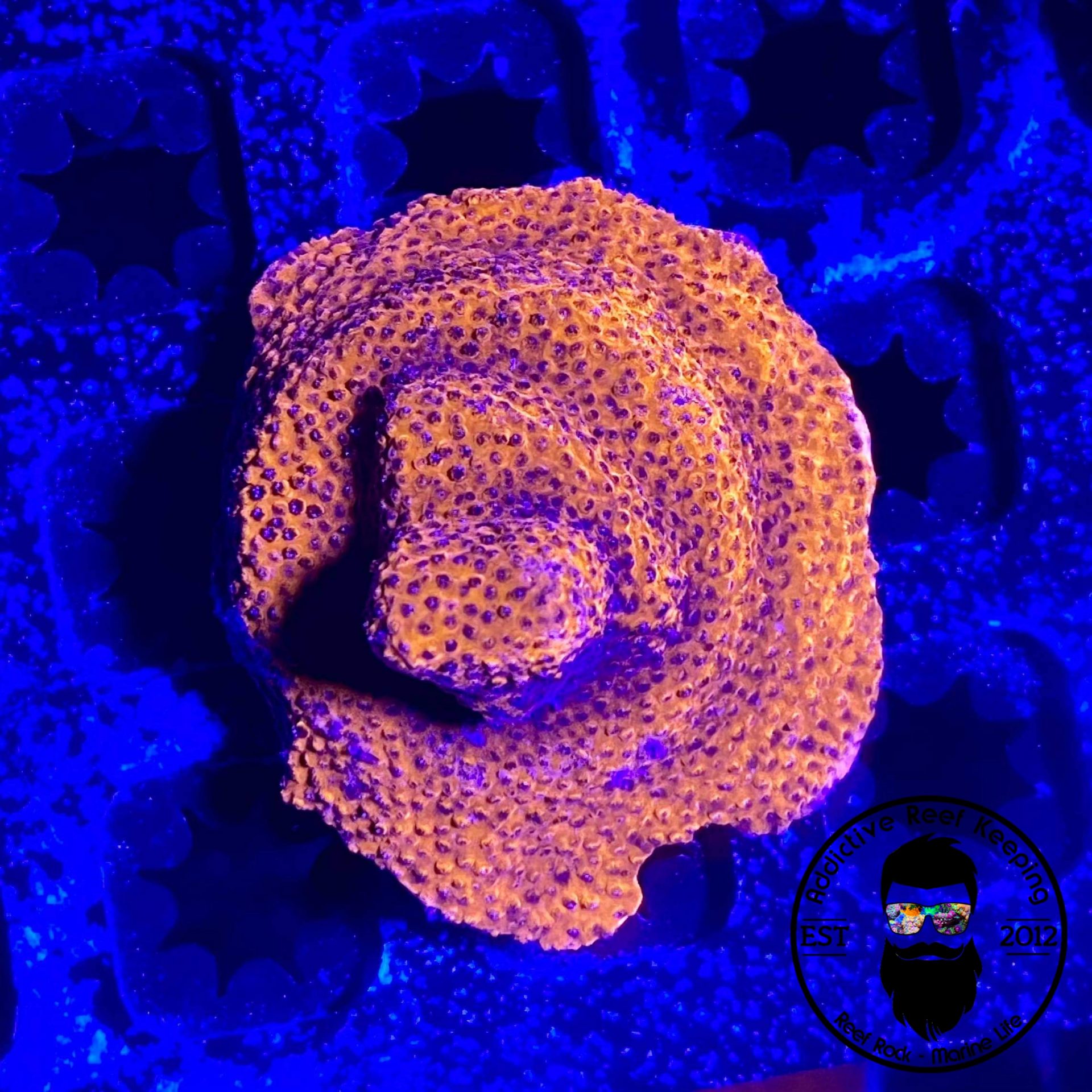ARK Mystic Sunset Montipora 1″ Frag