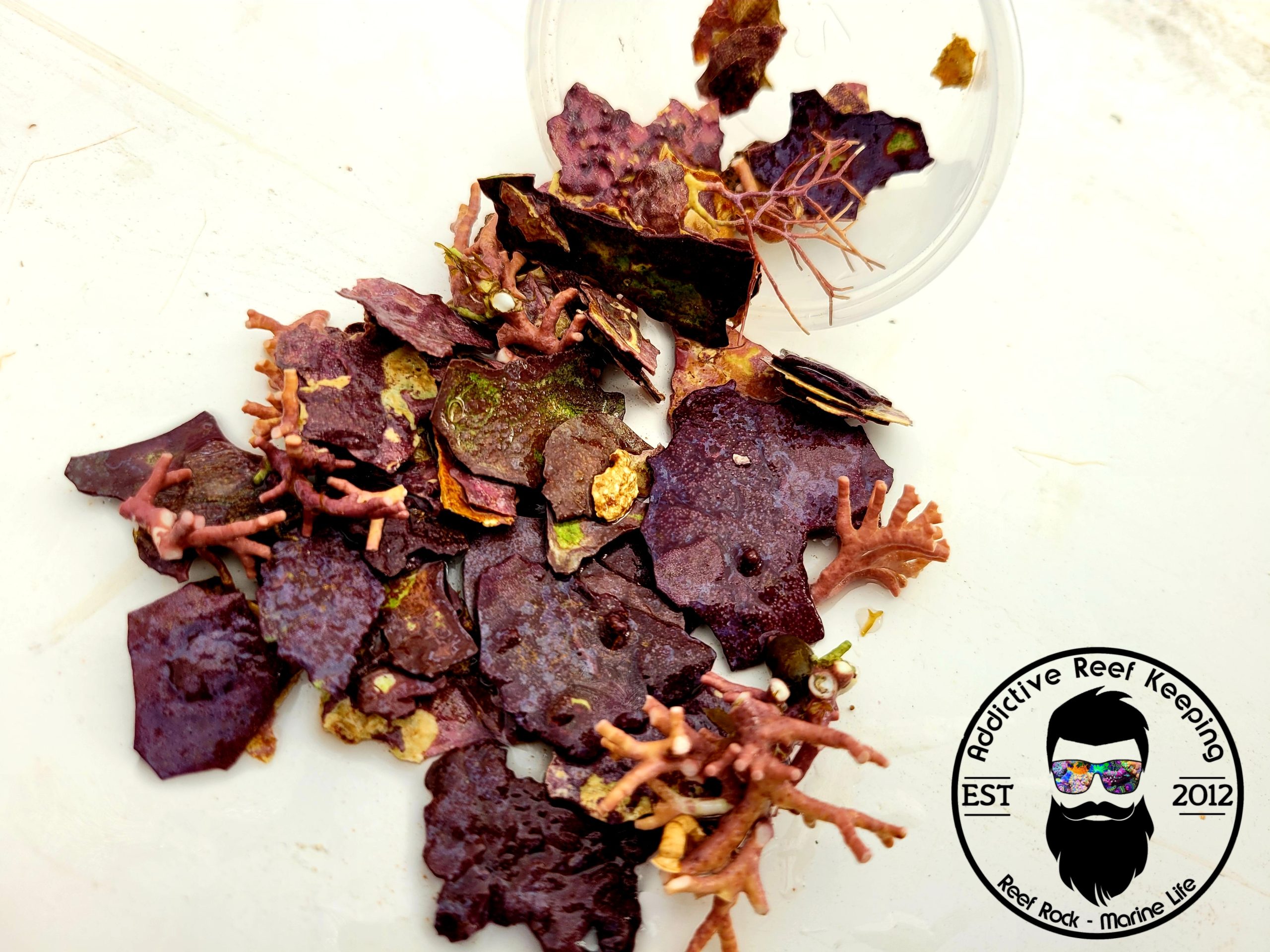 2oz Coralline Chips and Pieces