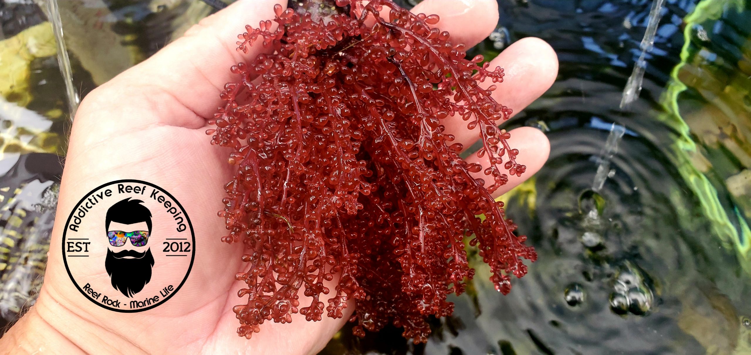 Red Grape Caulerpa or Kelp (Botryocladia sp.)Macro Algae Refugium Super Rare!