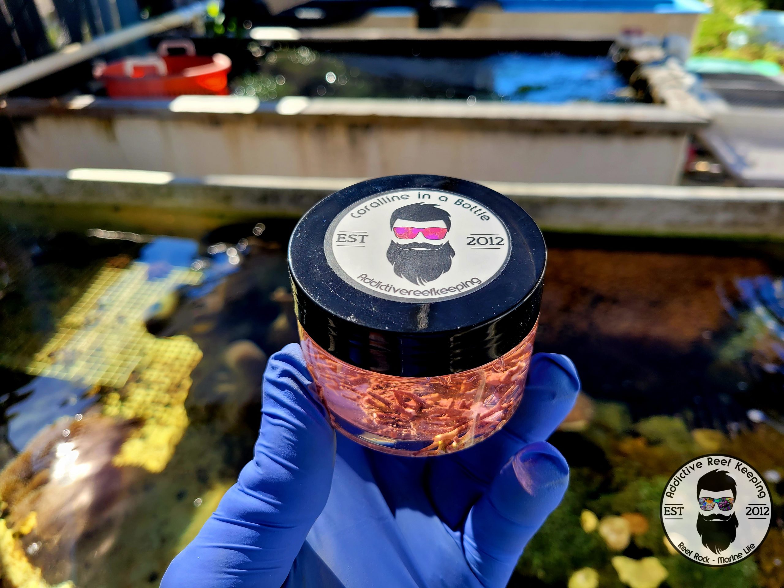 4oz LIVE Coralline Algae 4 Types!!! GREAT FOR STARTING CORALINE IN SALTWATER