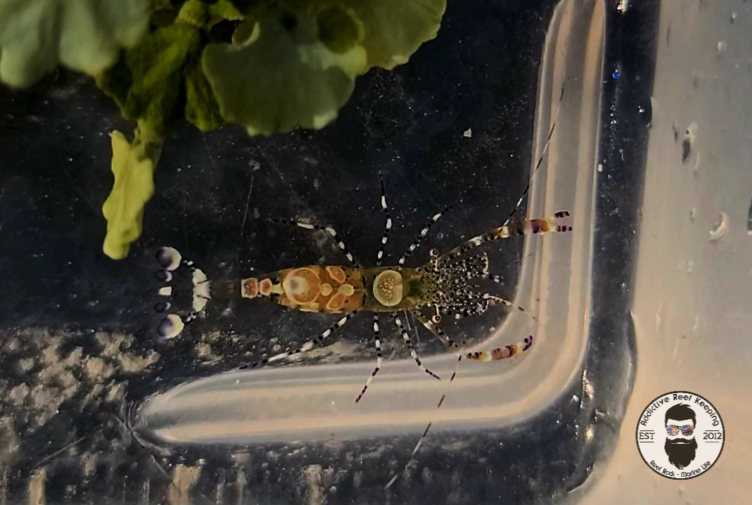Anemone Shrimp, Spotted – Periclimenes sp Fl Keys