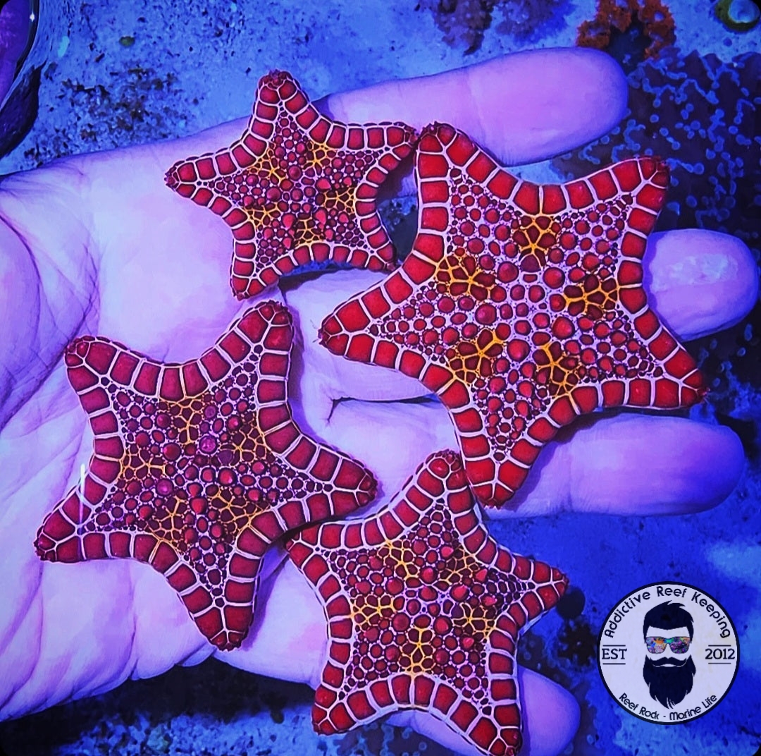 West African Biscuit Starfish Red and White