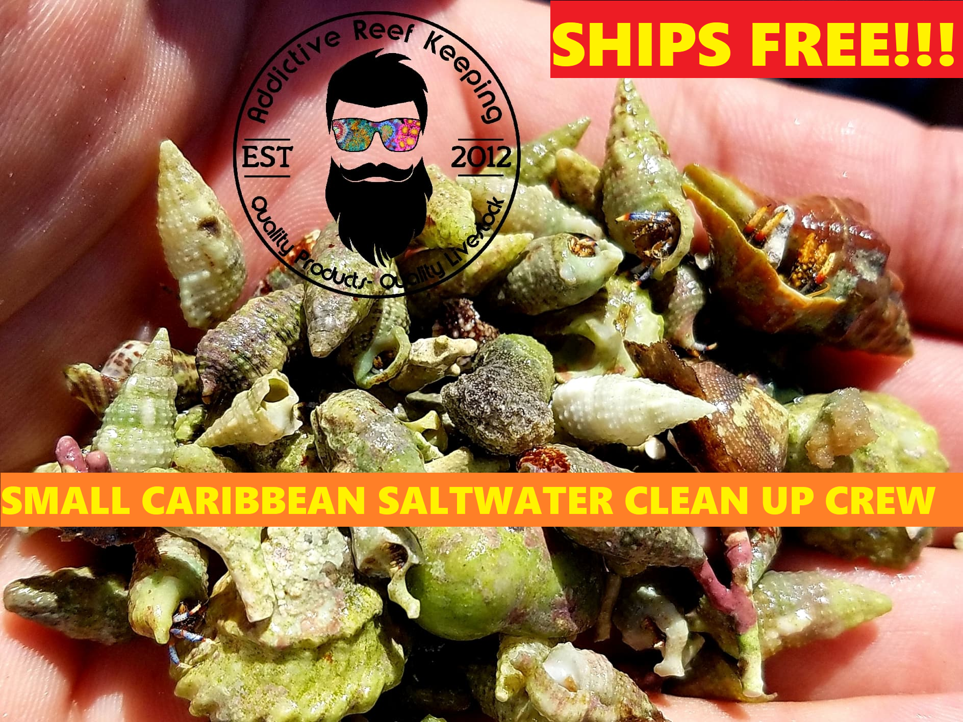47 Mix n Match Small Caribbean Emerlad, Blue Legs, Astraea, Nerite, Cerith Saltwater Clean Up Crew