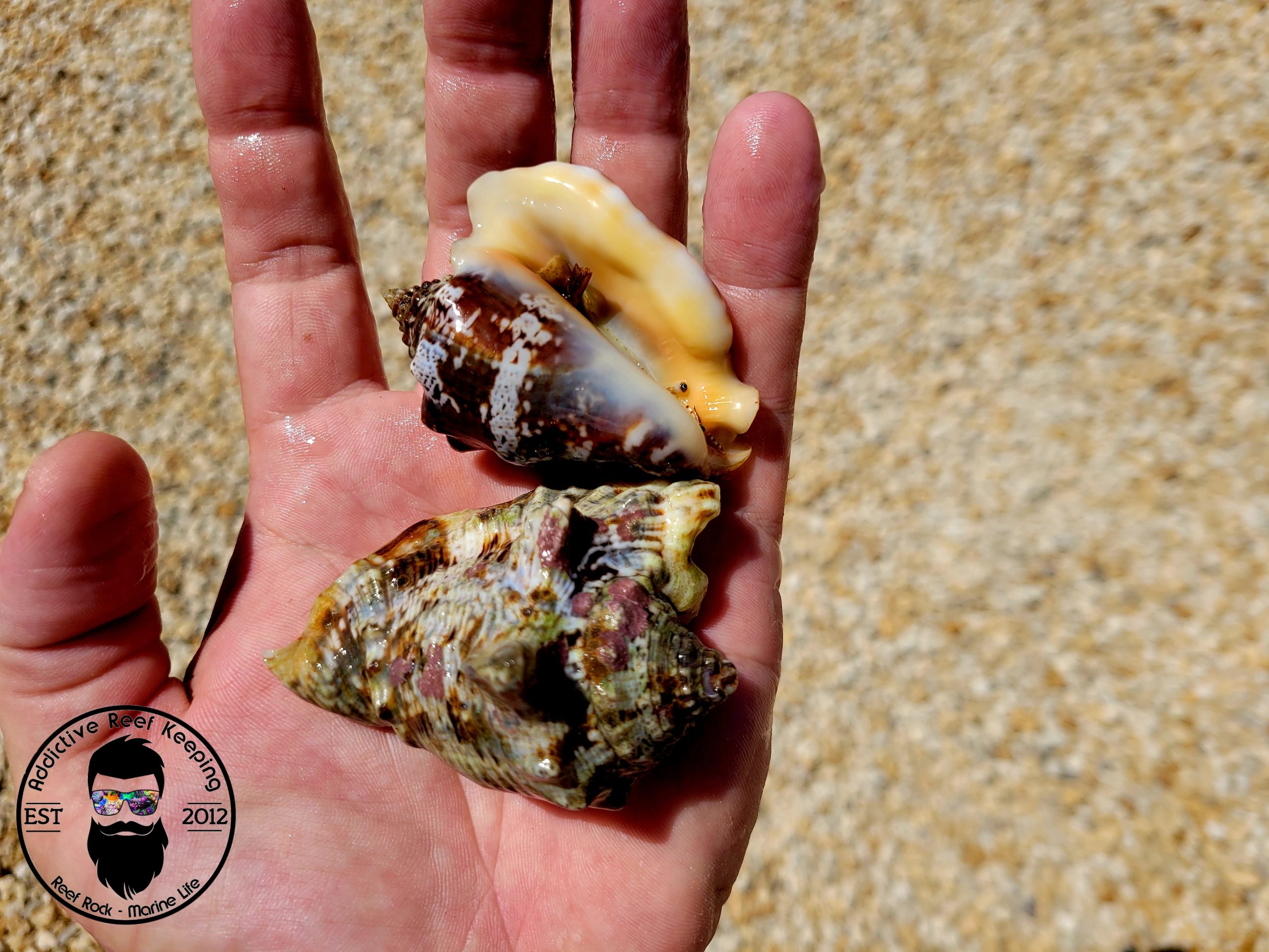 Hawkwing Conch Snail- Medium Algae Eater