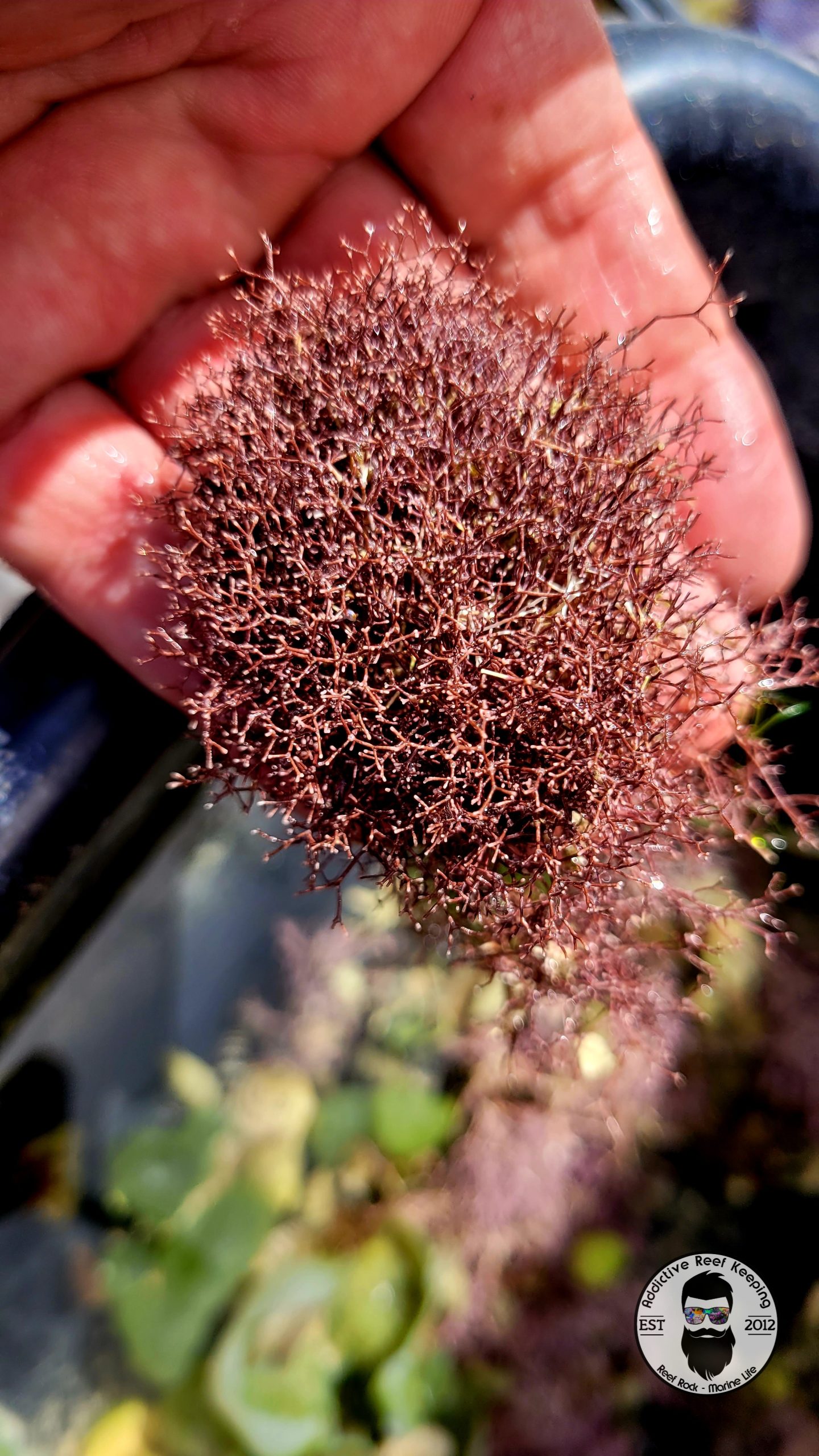 Pink Segmented (Jania adherens)