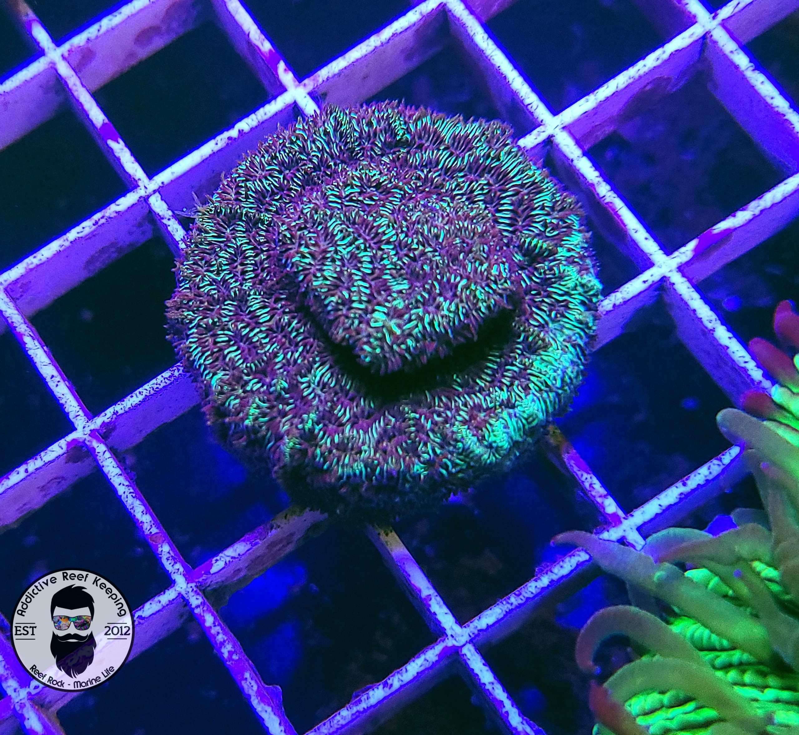 ARK Green Encrusting Pavona-