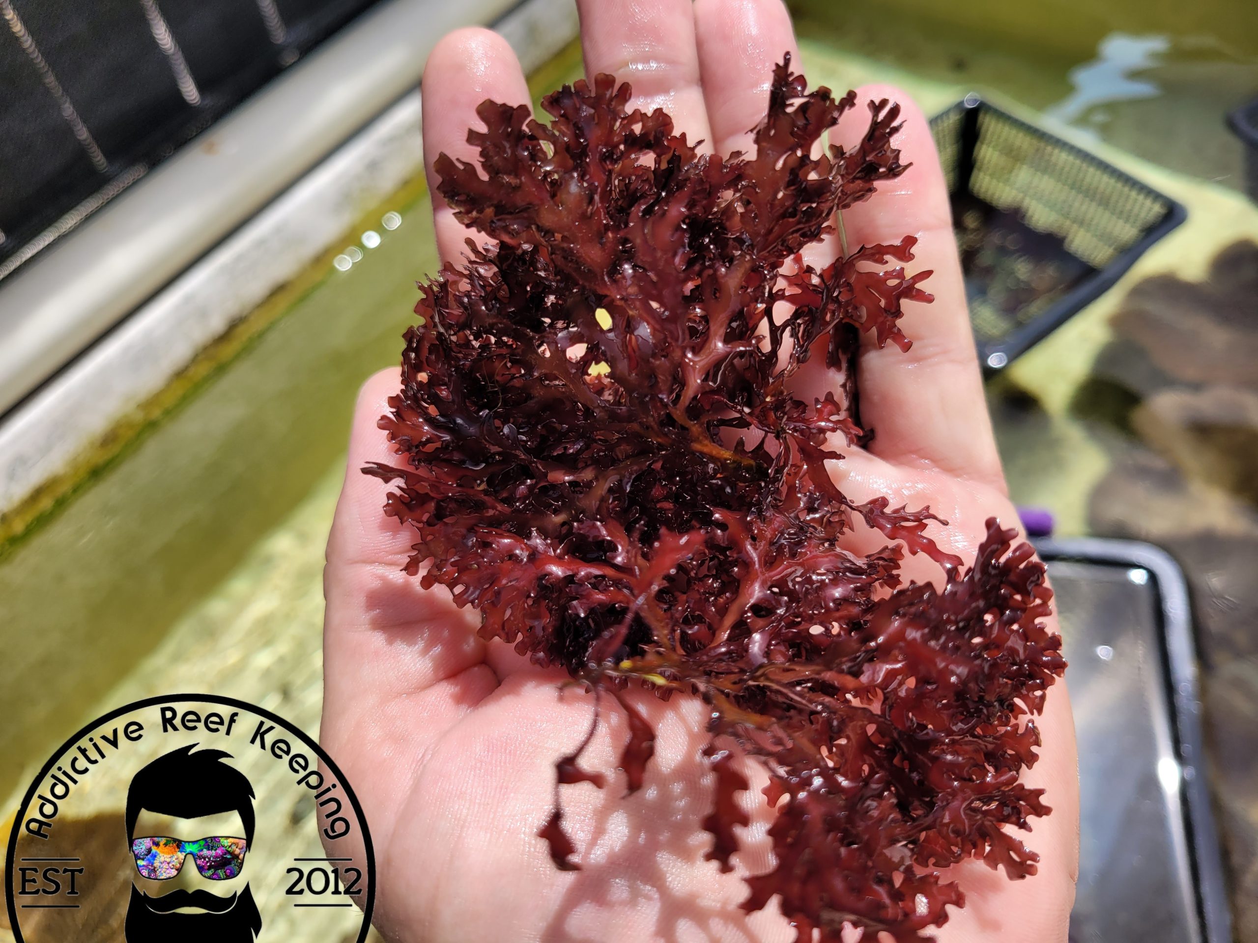 2″ RED POM POM GRACILARIA MACRO ALGAE