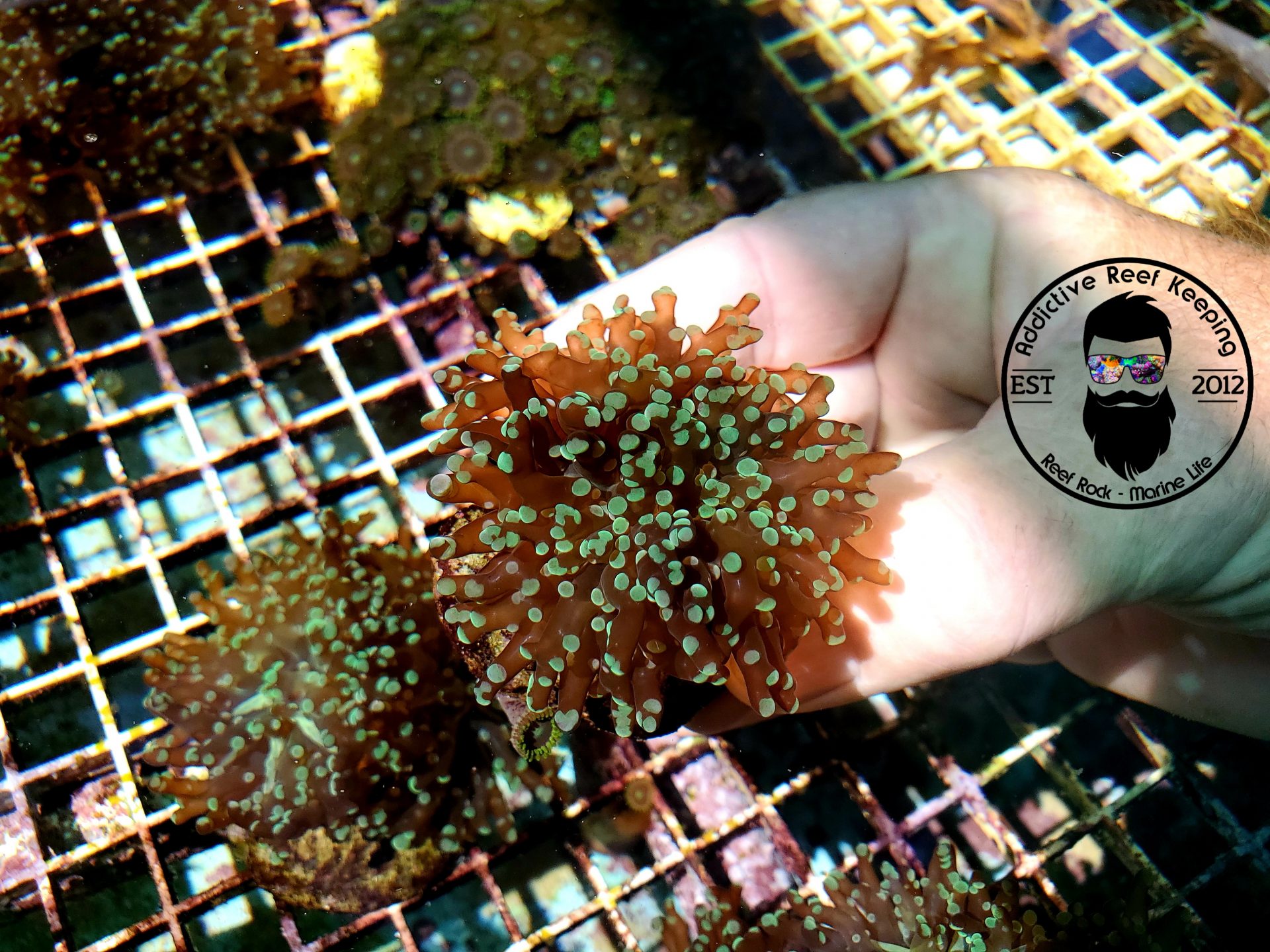 ARK Green Frogspawn Coral-ALMOST WYSIWYG