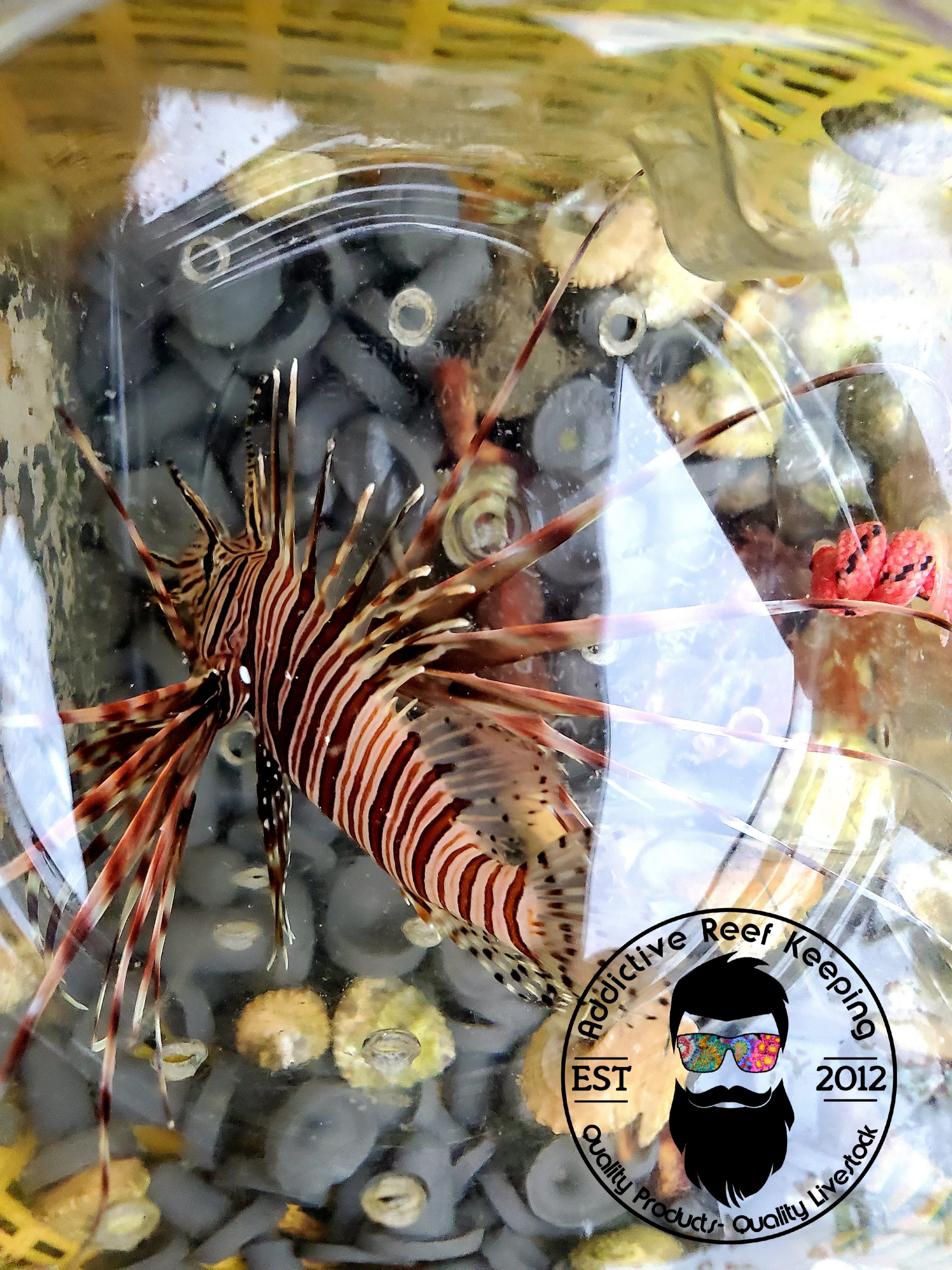 Volitan Lionfish 4 to 6″