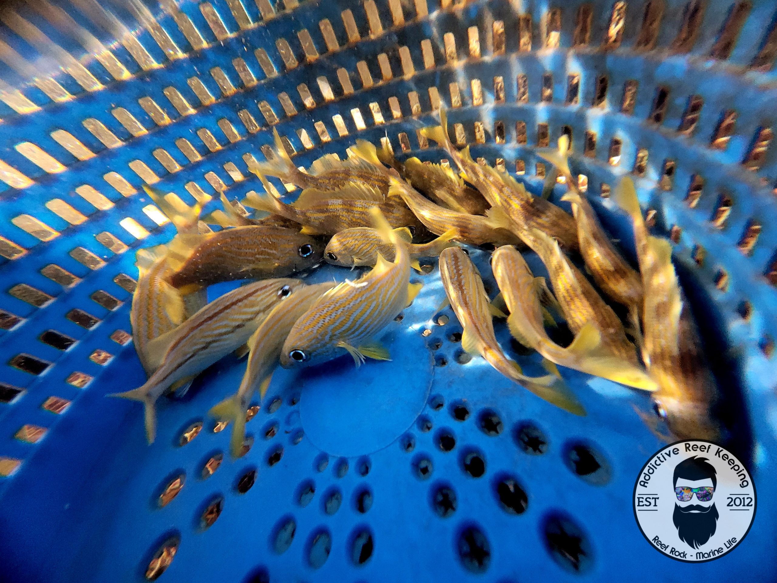 French Grunt Schooling Fish