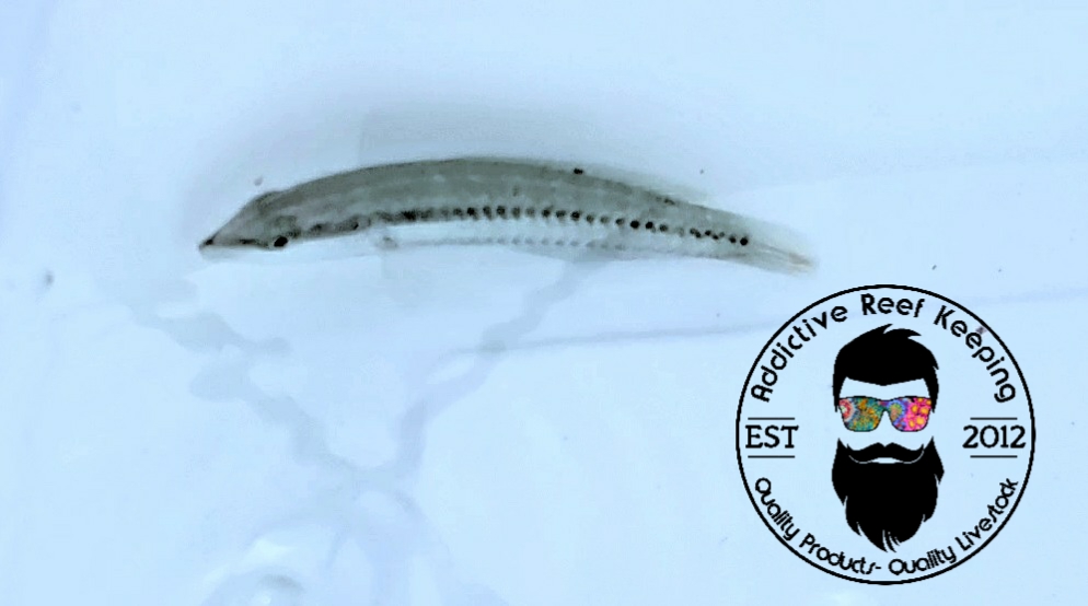 Slippery Dick Wrasse