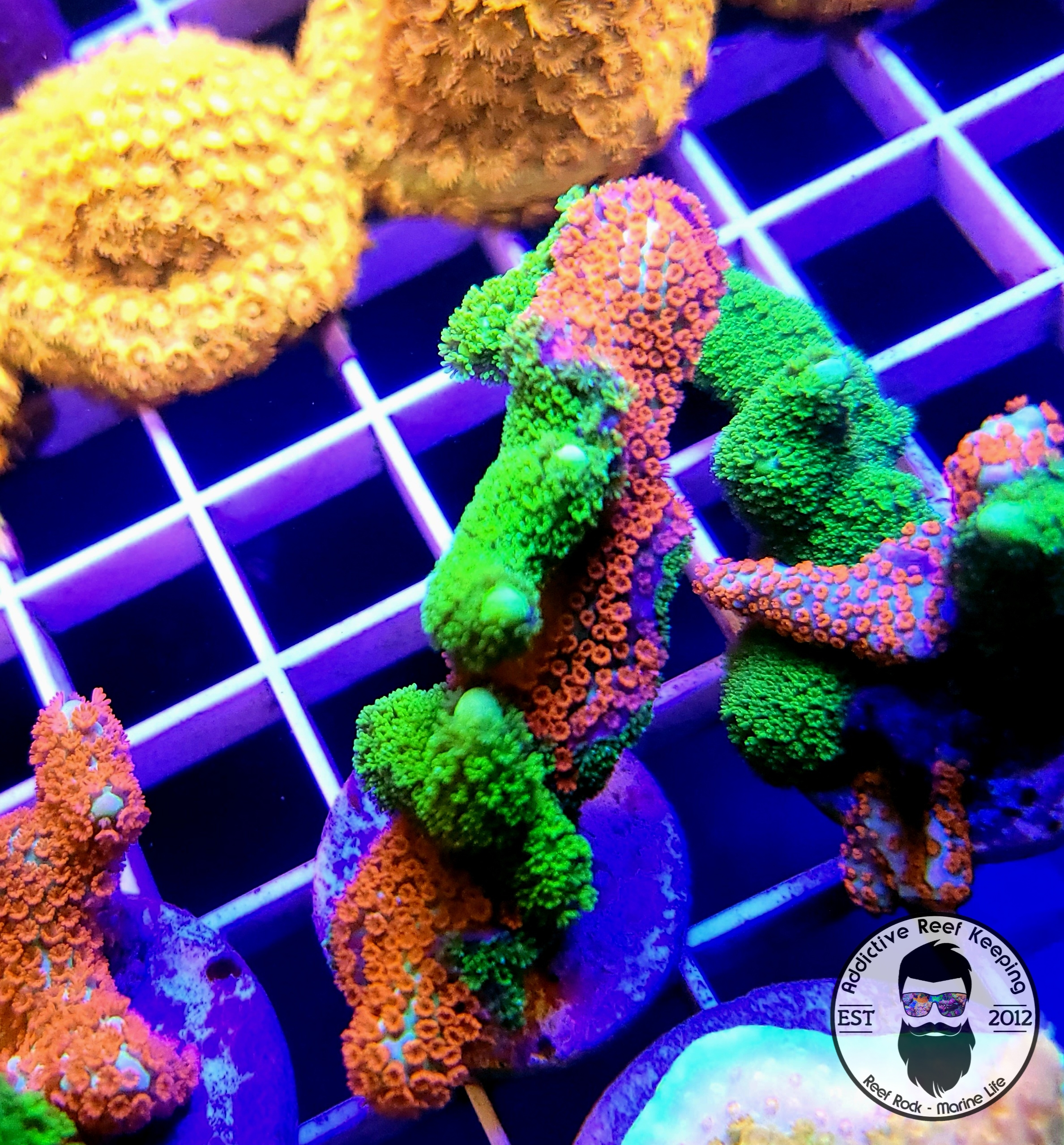 ARK Grafted Bubblegum Digi and Green Digitata- WYSIWYG