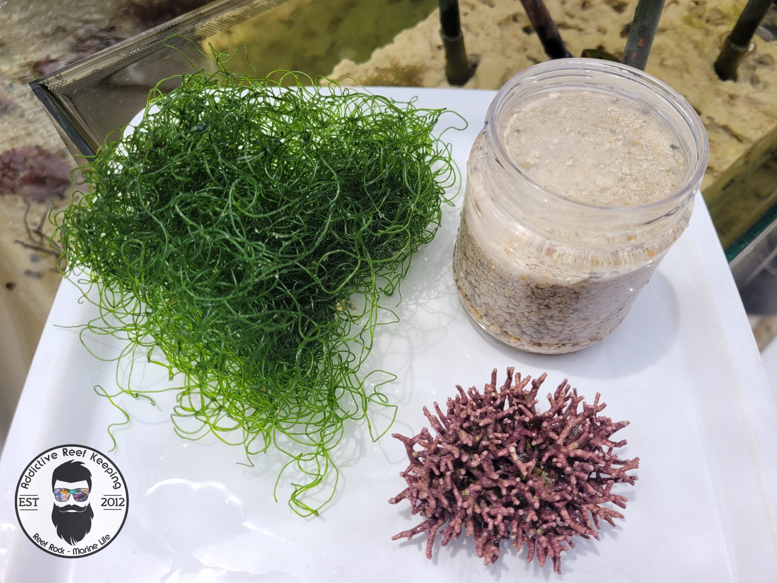 LIVE Saltwater Starter Kit- Branching Coraline, Chaeto, LIVE Sand