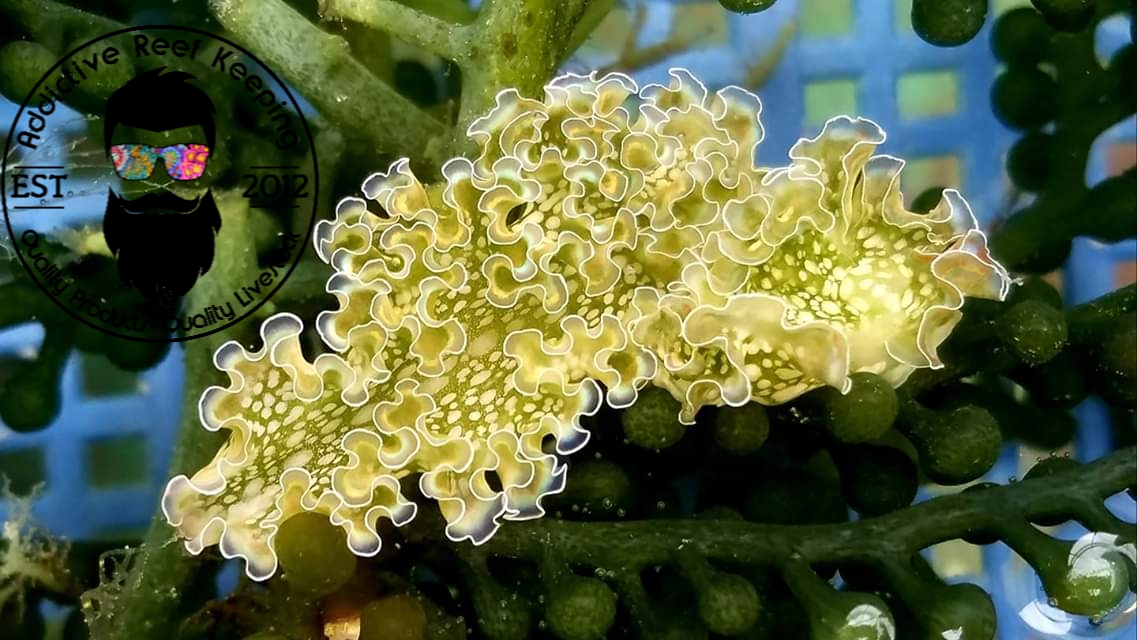 Sea Lettuce Nudibranch- Bryopsis, Green Hair Algae Eater nudi