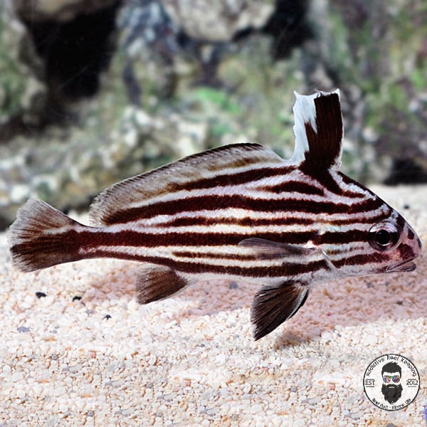 High Hat – Pareques acuminatus