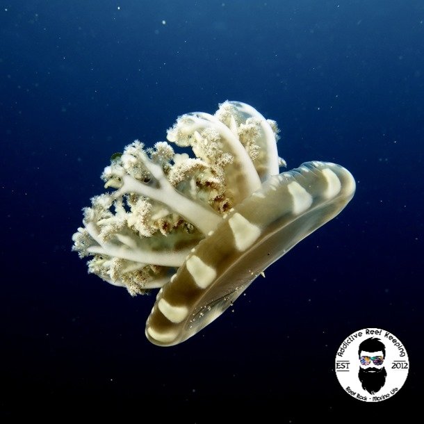 Upside Down Jellyfish Cassiopea