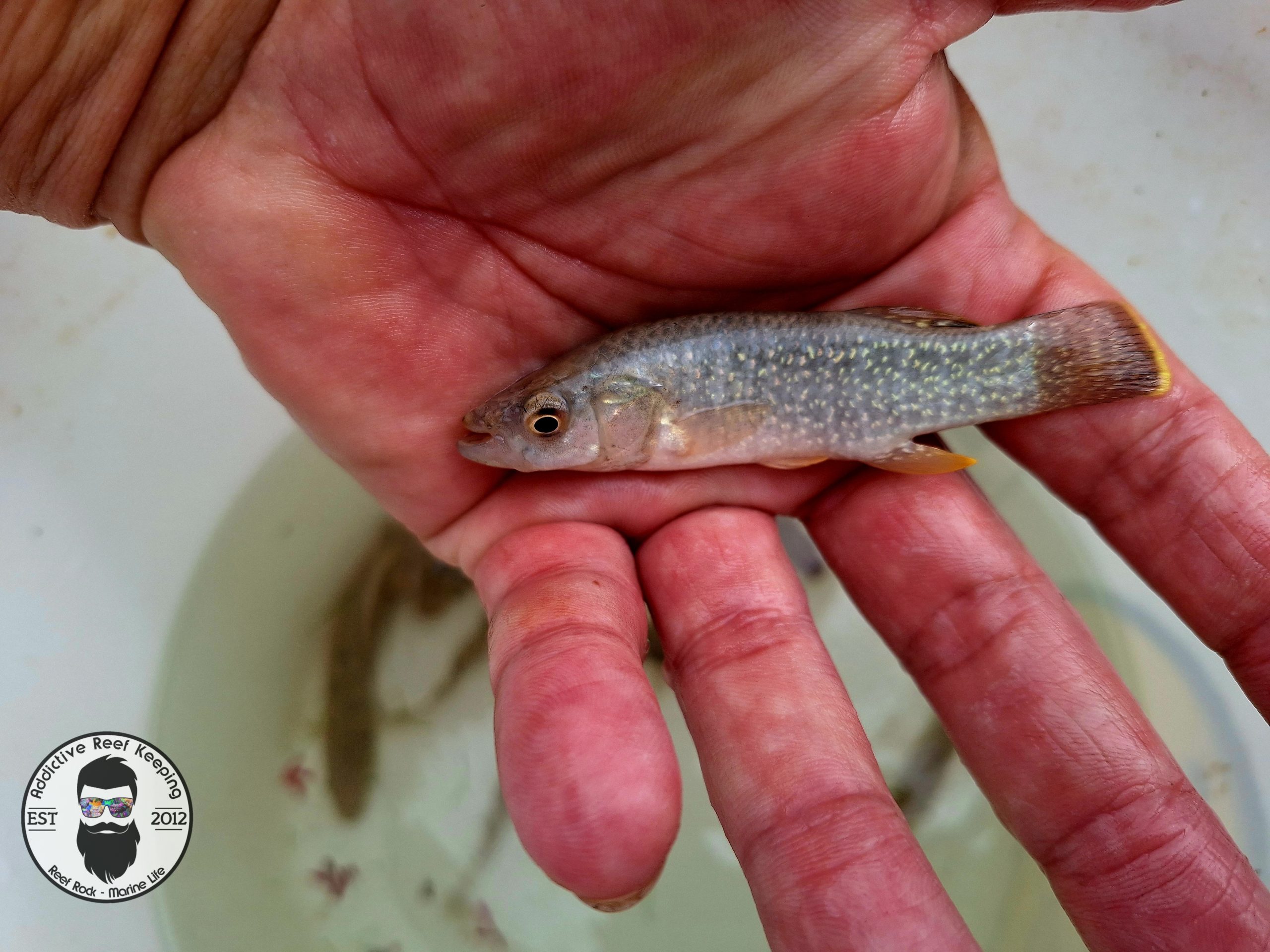 Gulf Killifish Medium to Large