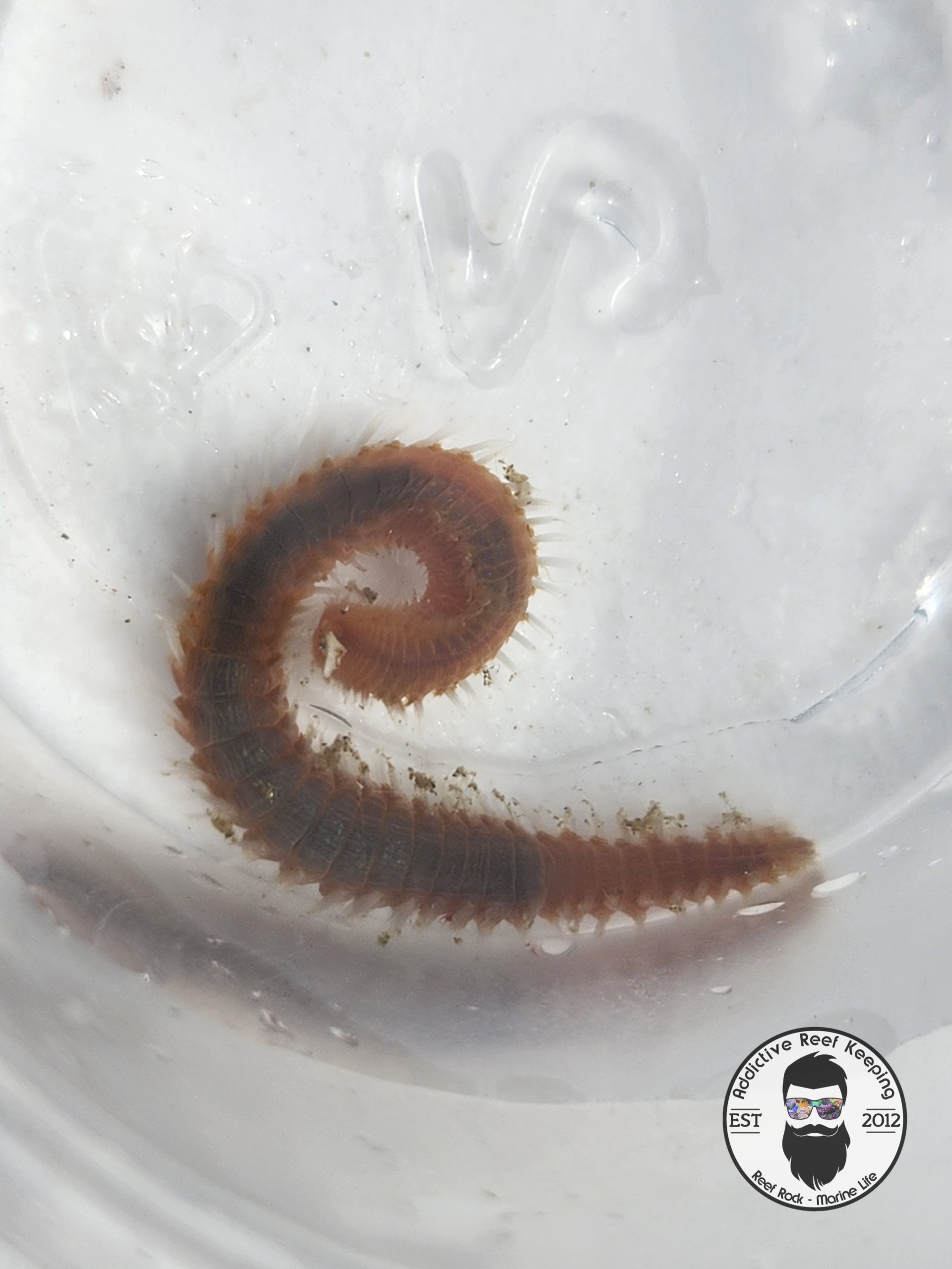 Bristleworm 10 Pack Marine Worm