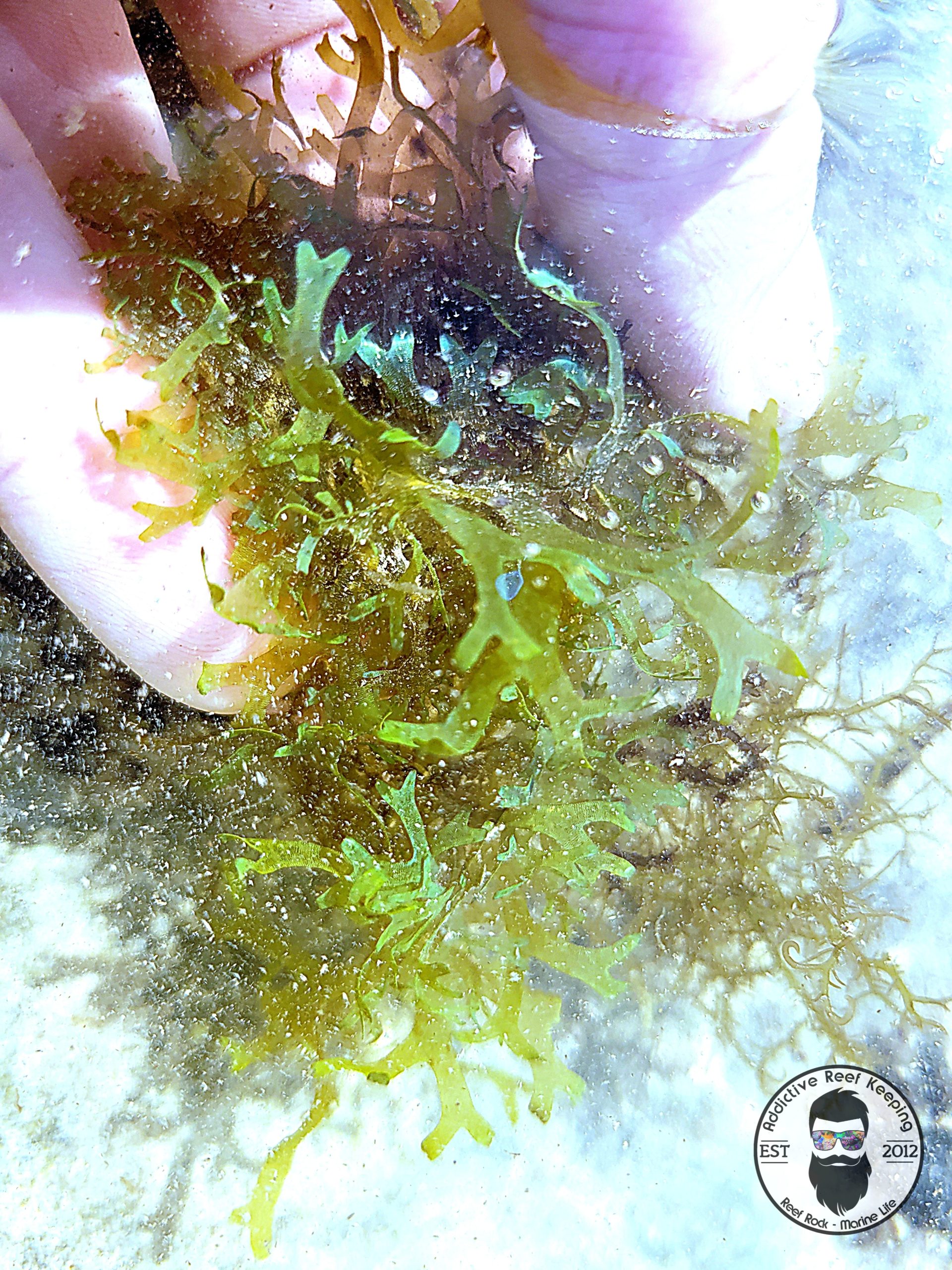 Dictyota Algae 2″ Ball