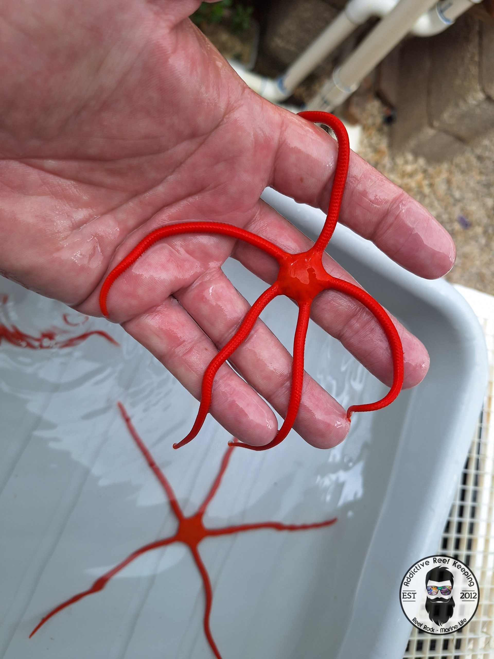 Red Serpent Starfish