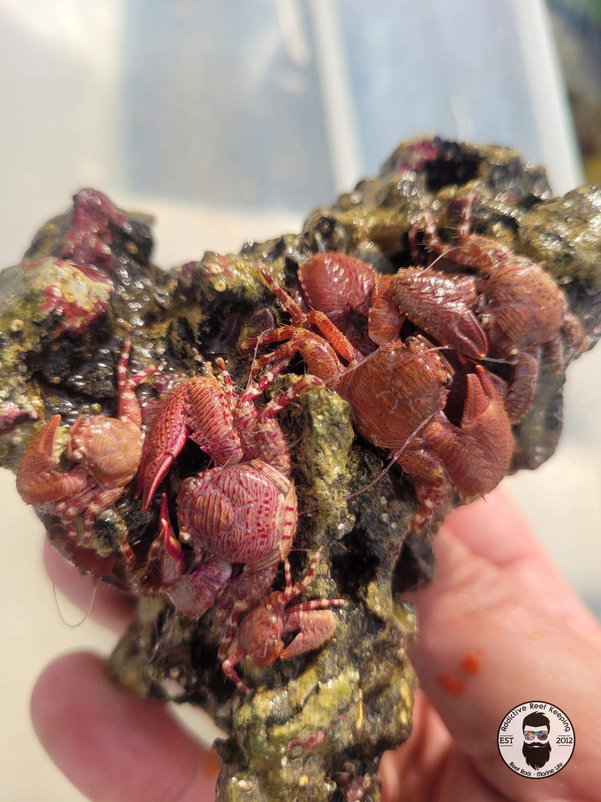 Porcelain Crab Filter Feeder