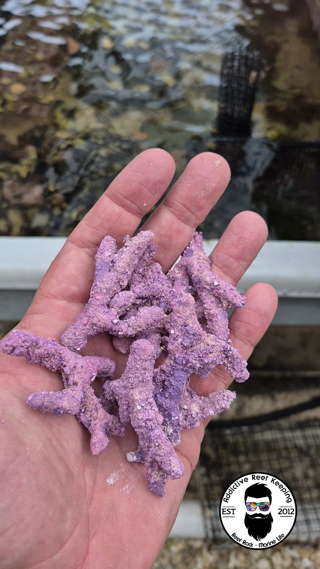ARK Micro Branch Rock 10 Pack Pico and Nano Aquascape