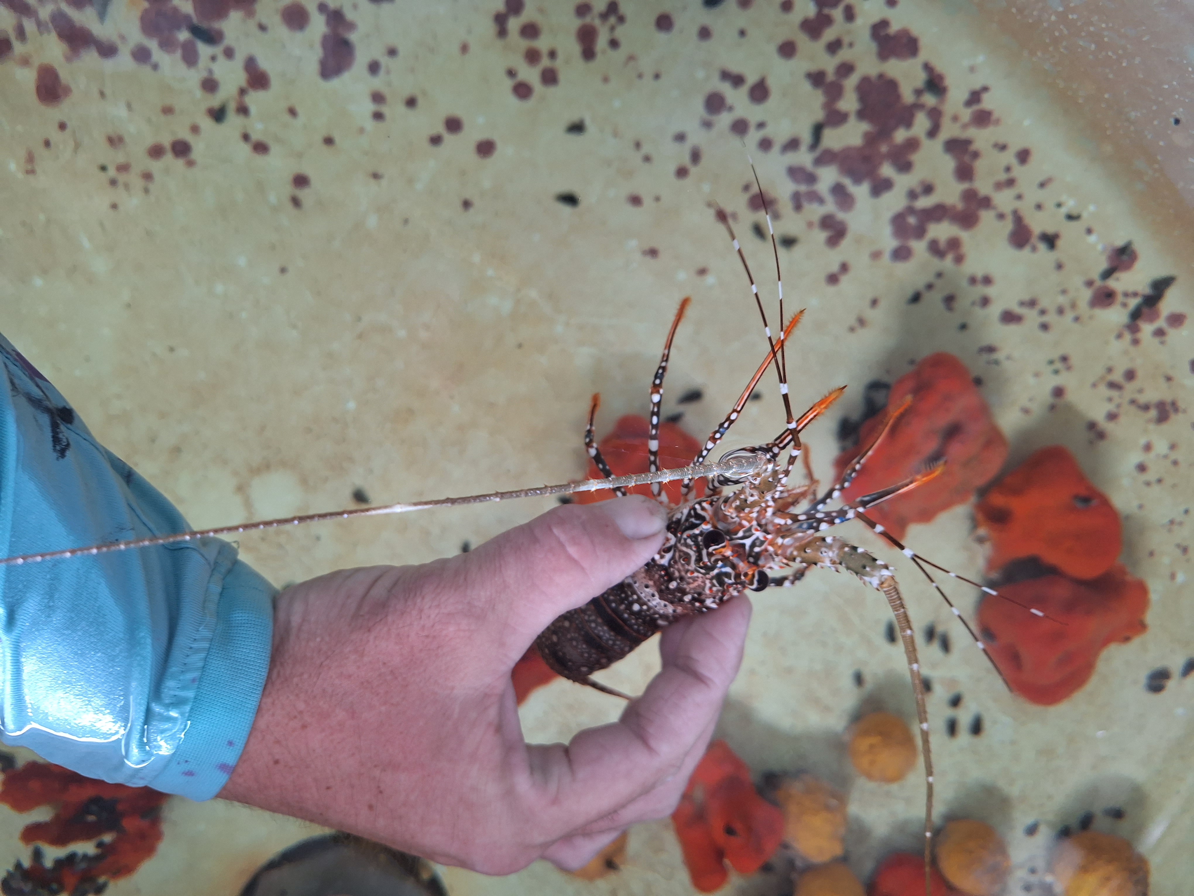 Spanish Spotted Lobster Almost WYSIWYG