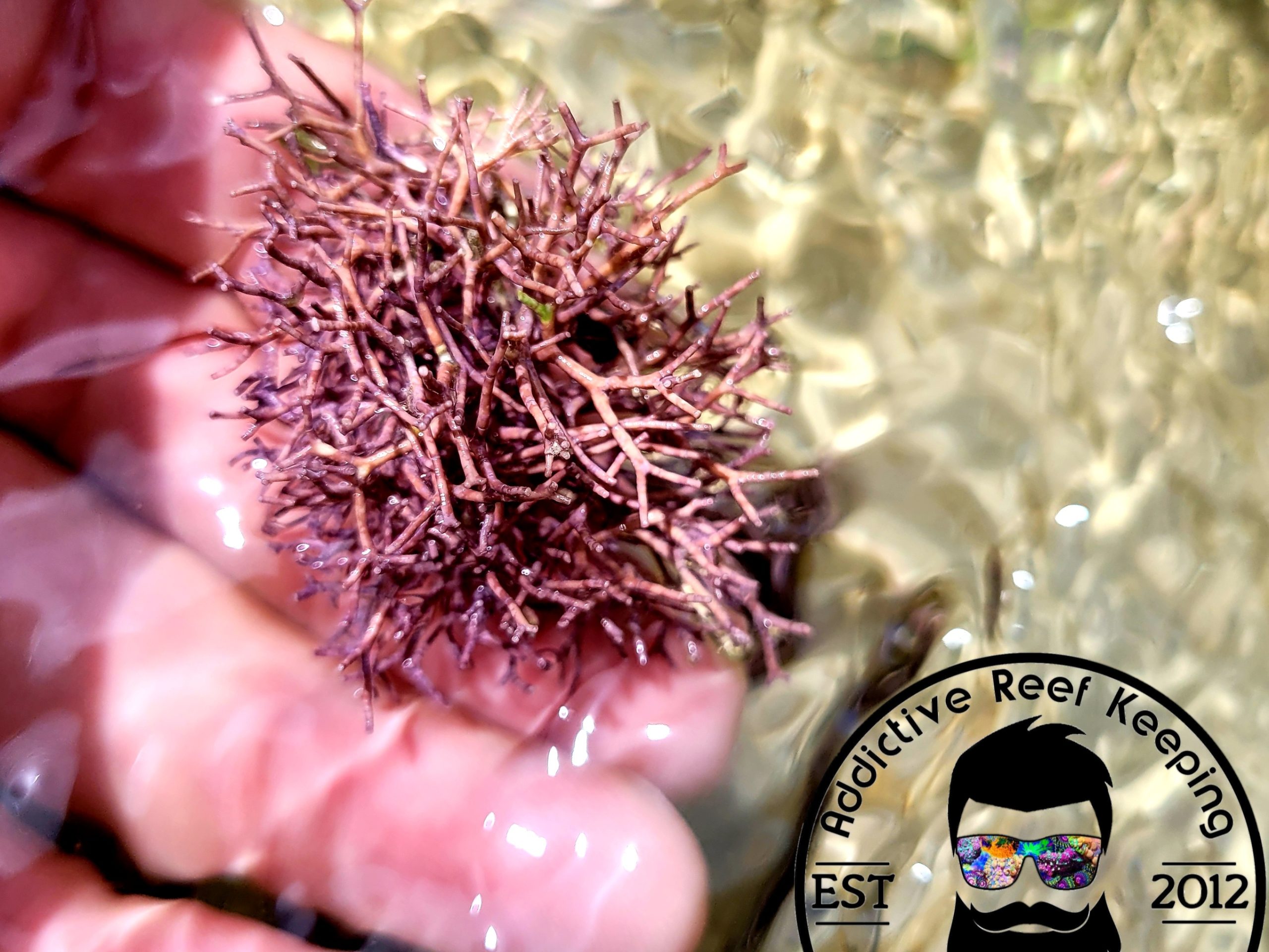 Thin Flexible Branching Coralline 2″