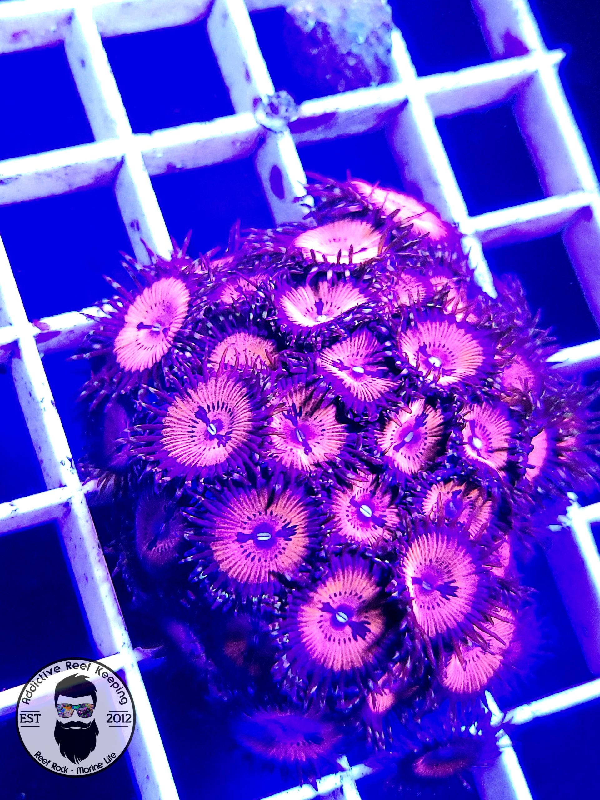 WWC Bloodsuckers Zoas- 2 to 4 polyps