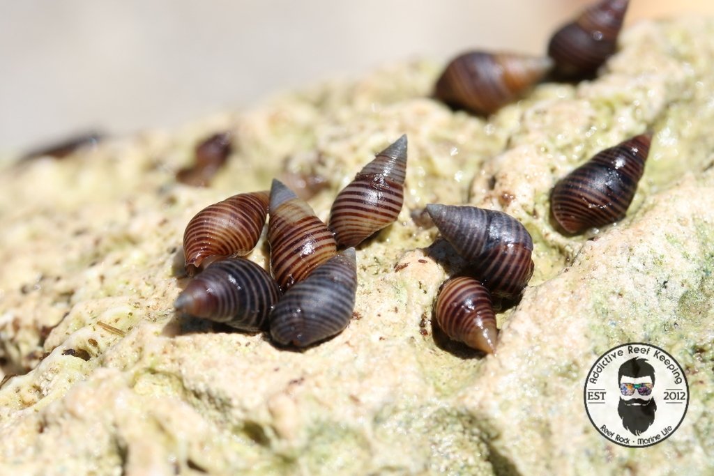 Dwarf Planaxis Snails (Planaxis sulcatus)