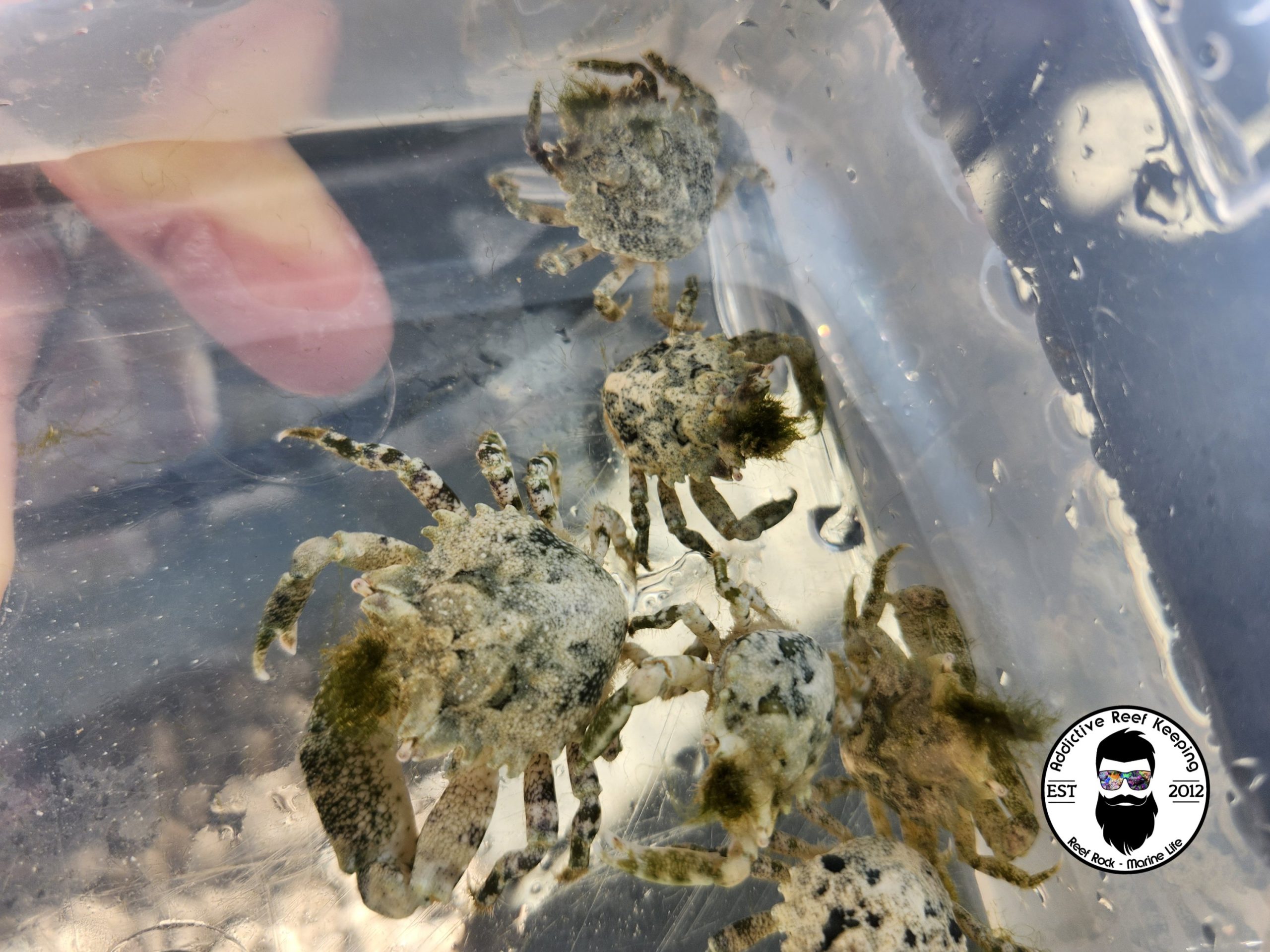 Pitho Crab Green Hair Algae Eater REEF SAFE