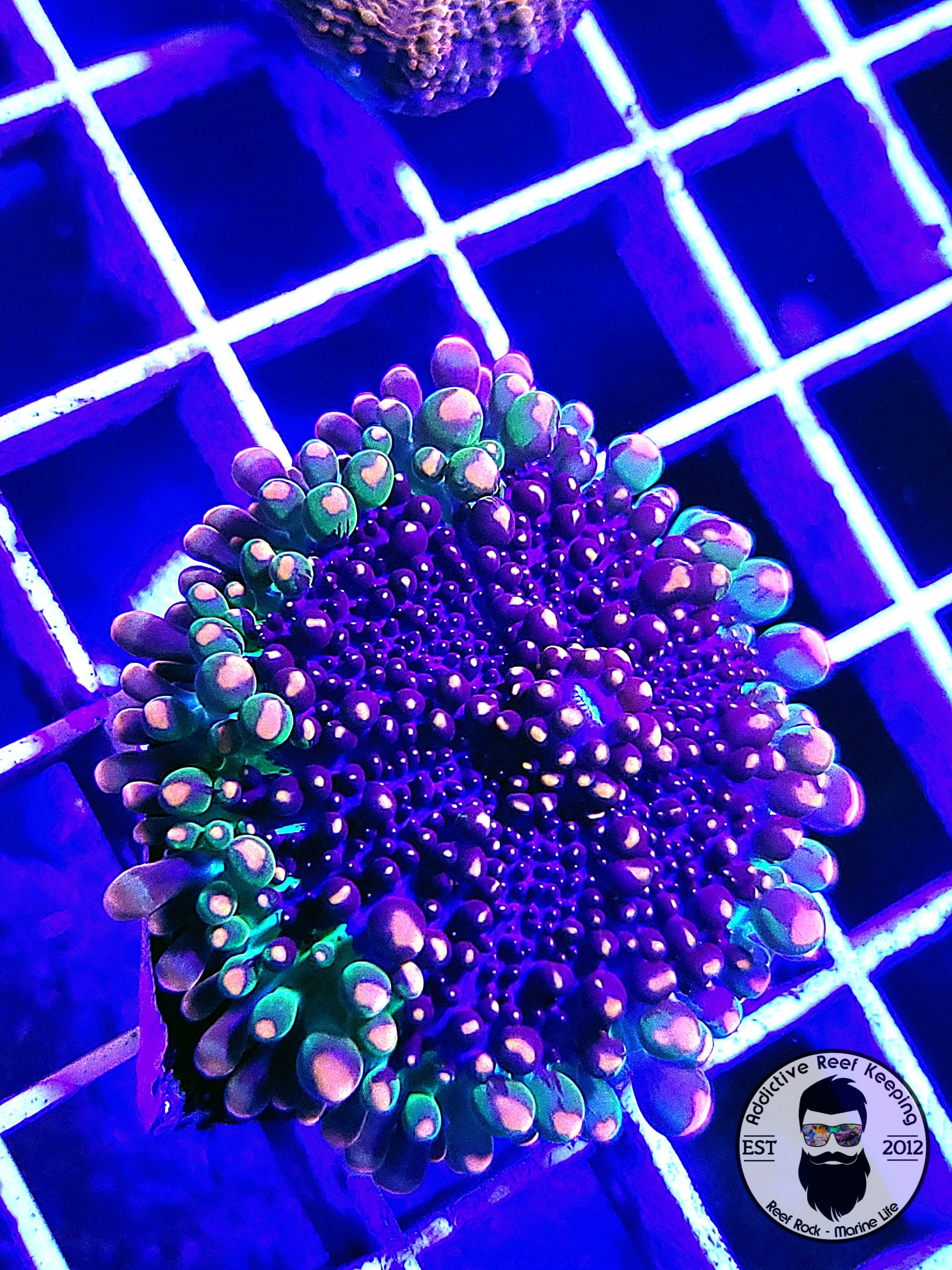Godzilla Bounce Mushroom- WYSIWYG
