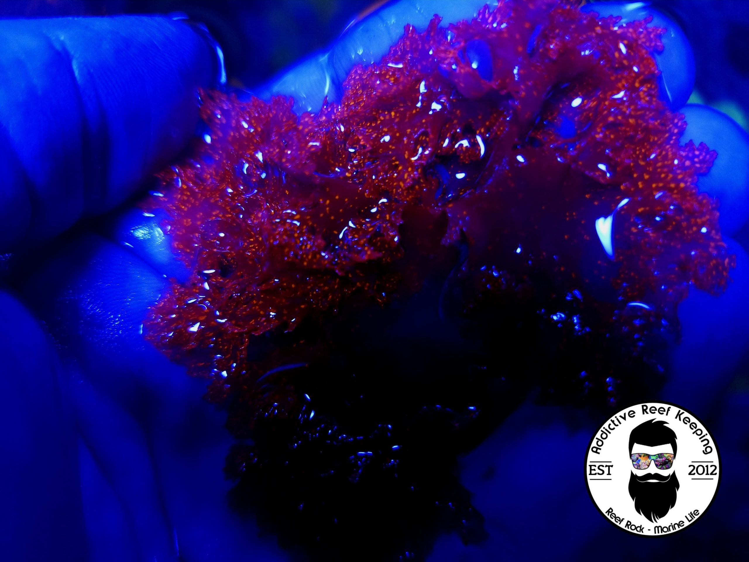 Atomic Broccoli Algae Burning Bush – 1/2 cup (Red with Bright Orange Specks)