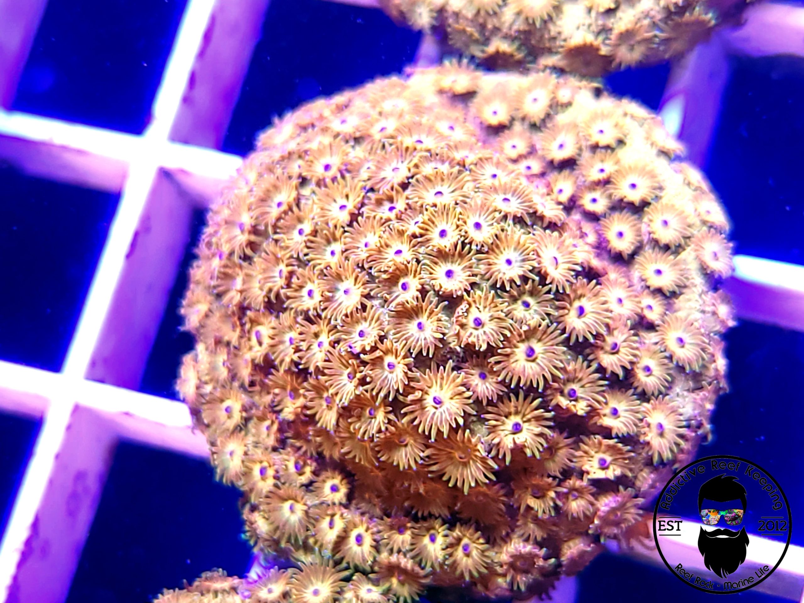 WWC HI-C Cyphastrea Coral- WYSIWYG