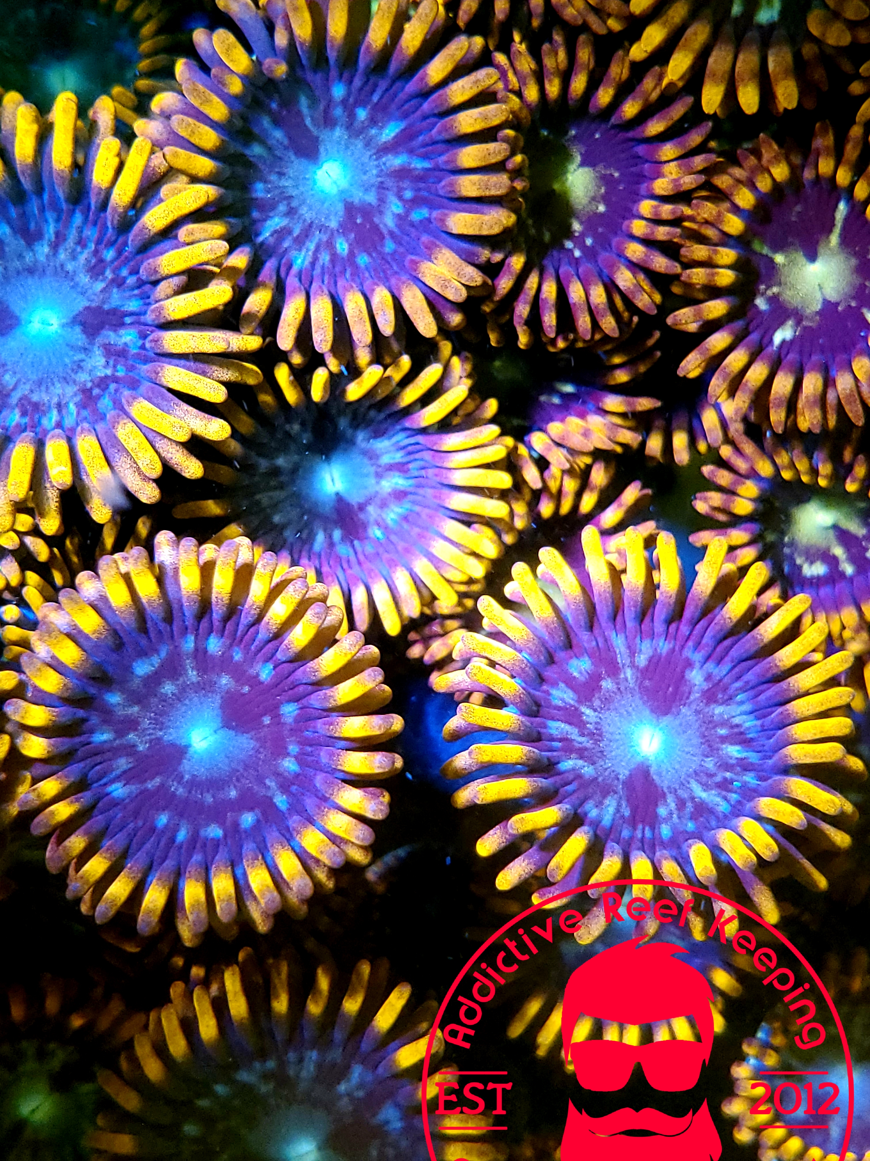 ARK- FIRE AND ICE ZOA 10 POLYPS