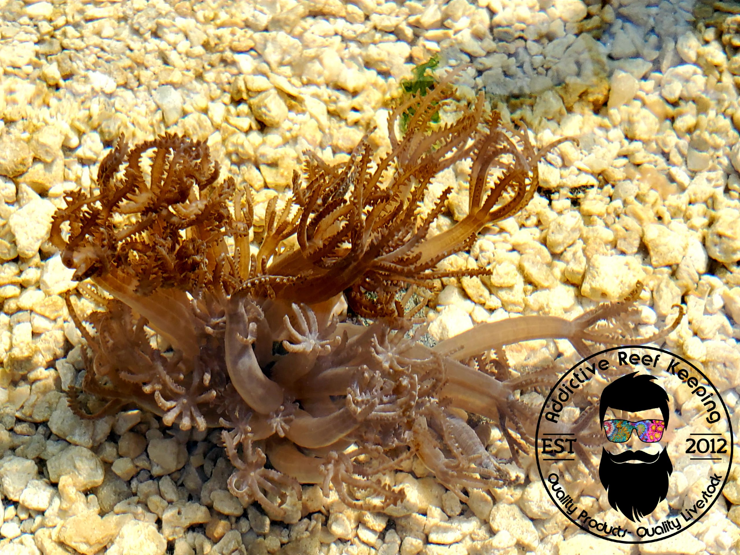Pink Waving Hand Anthelia Coral 3″ Frag, Aquacultured Reef