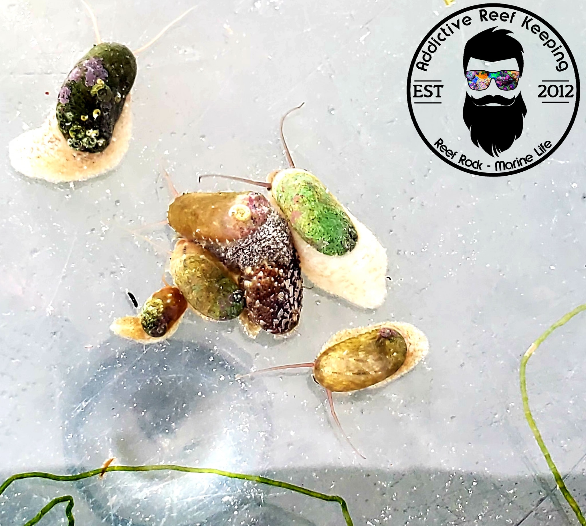 5-Pack Aquacultured Stomatella Snail- Great Cleaner and Reproduce