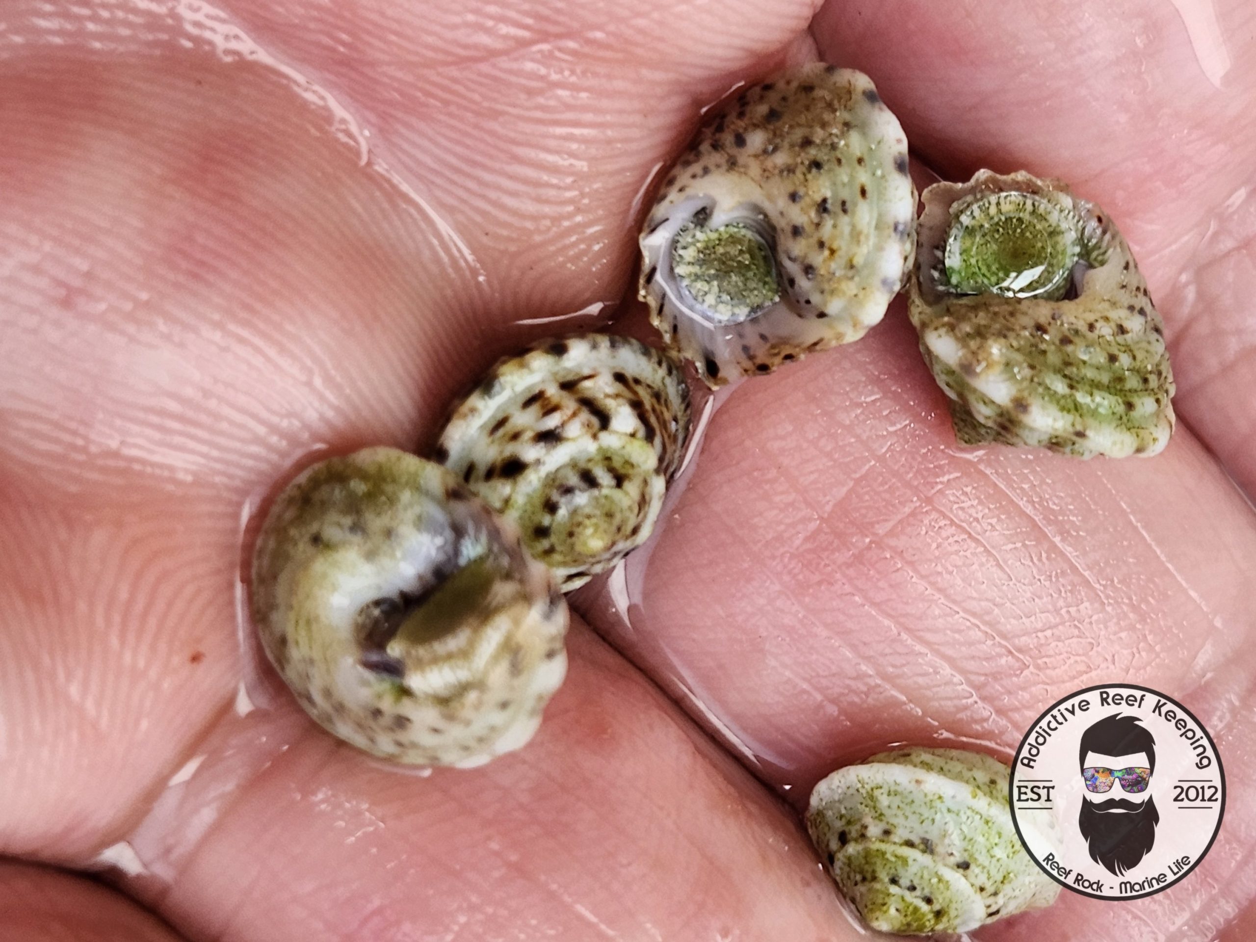 10 Pack Chestnut Turban Snail- Hardy Clean Up Crew