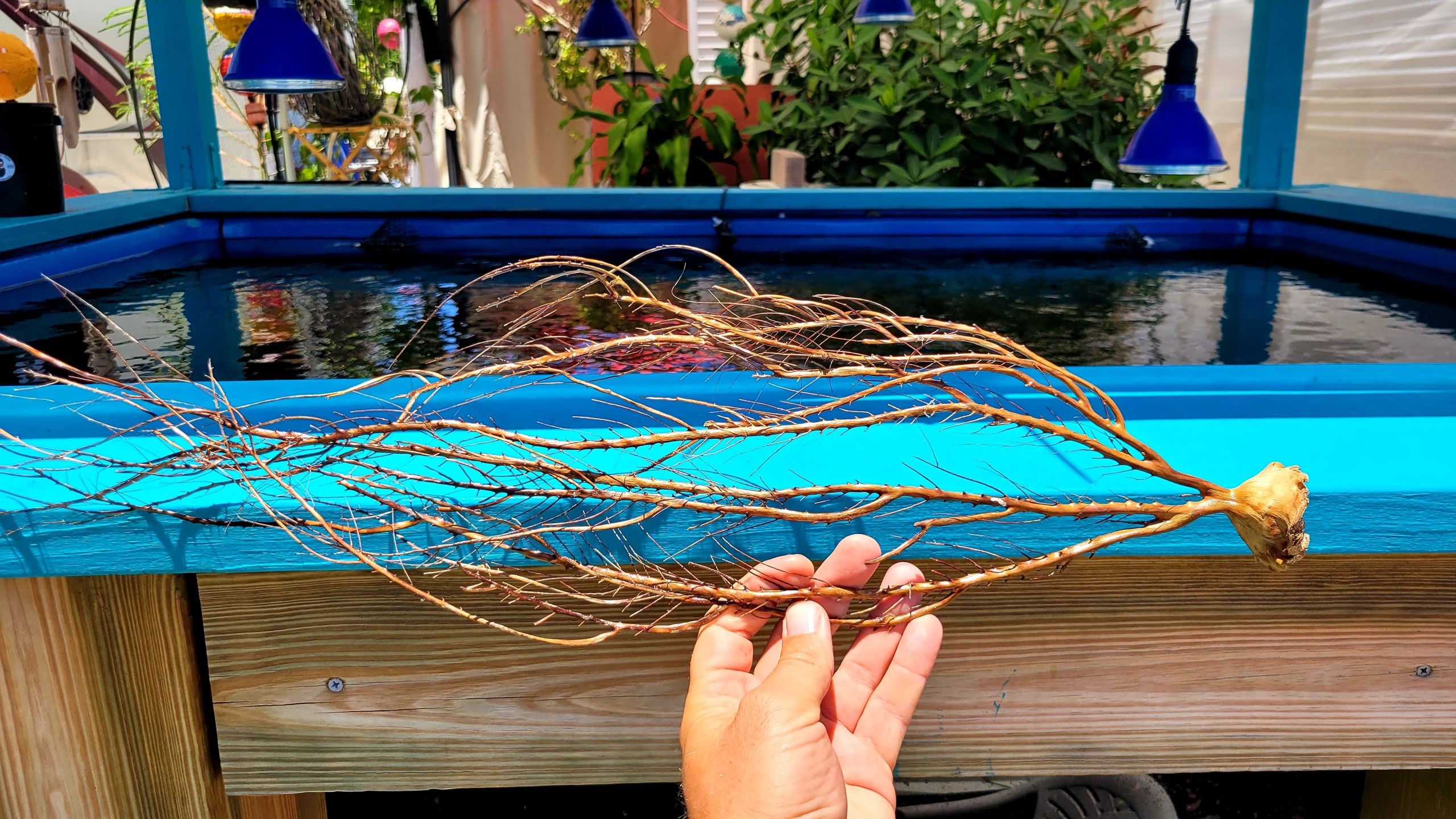 Dried Gorgonian-5A WYSIWYG