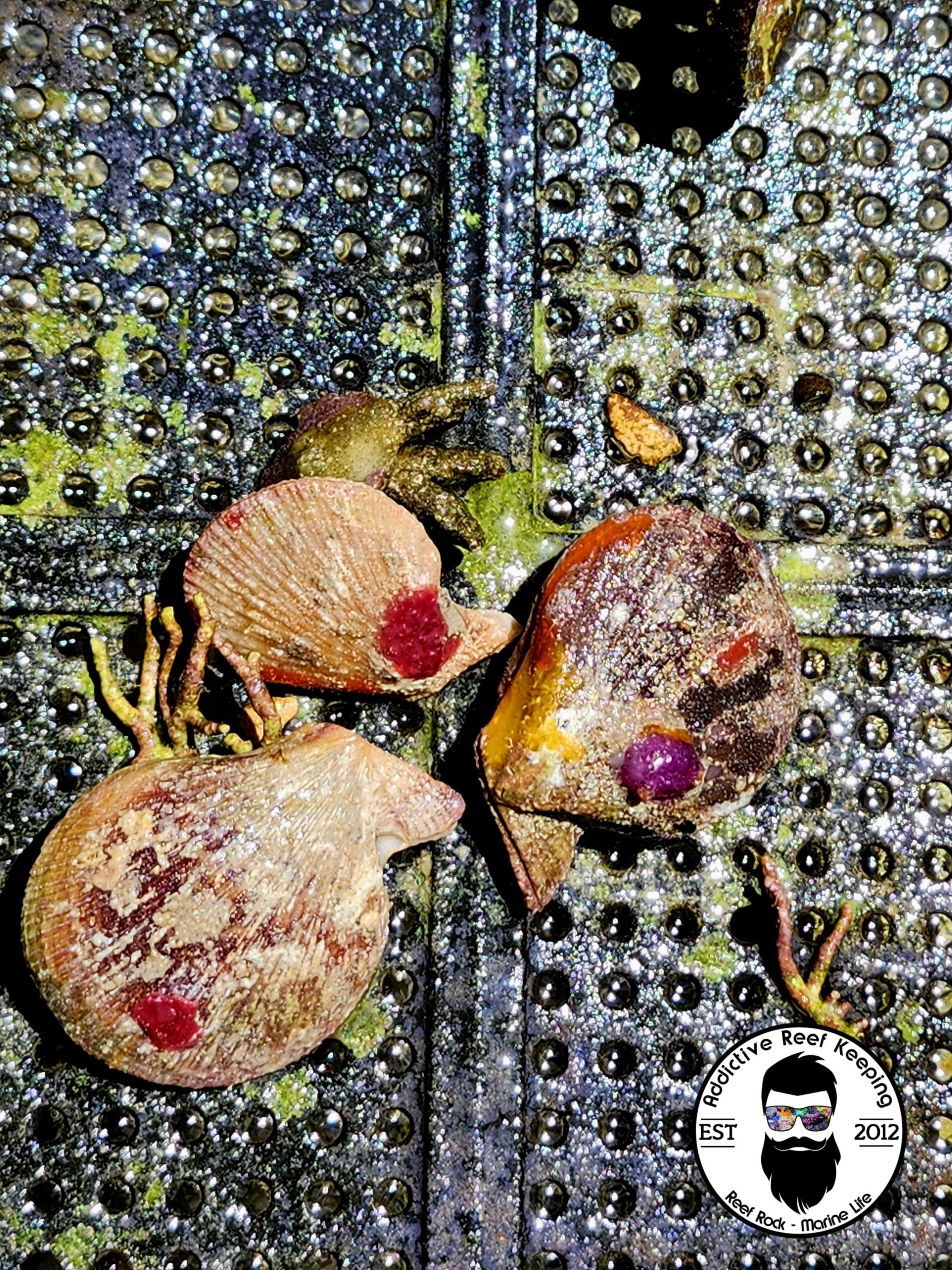 Lion’s Paw LIVE Shell Clam