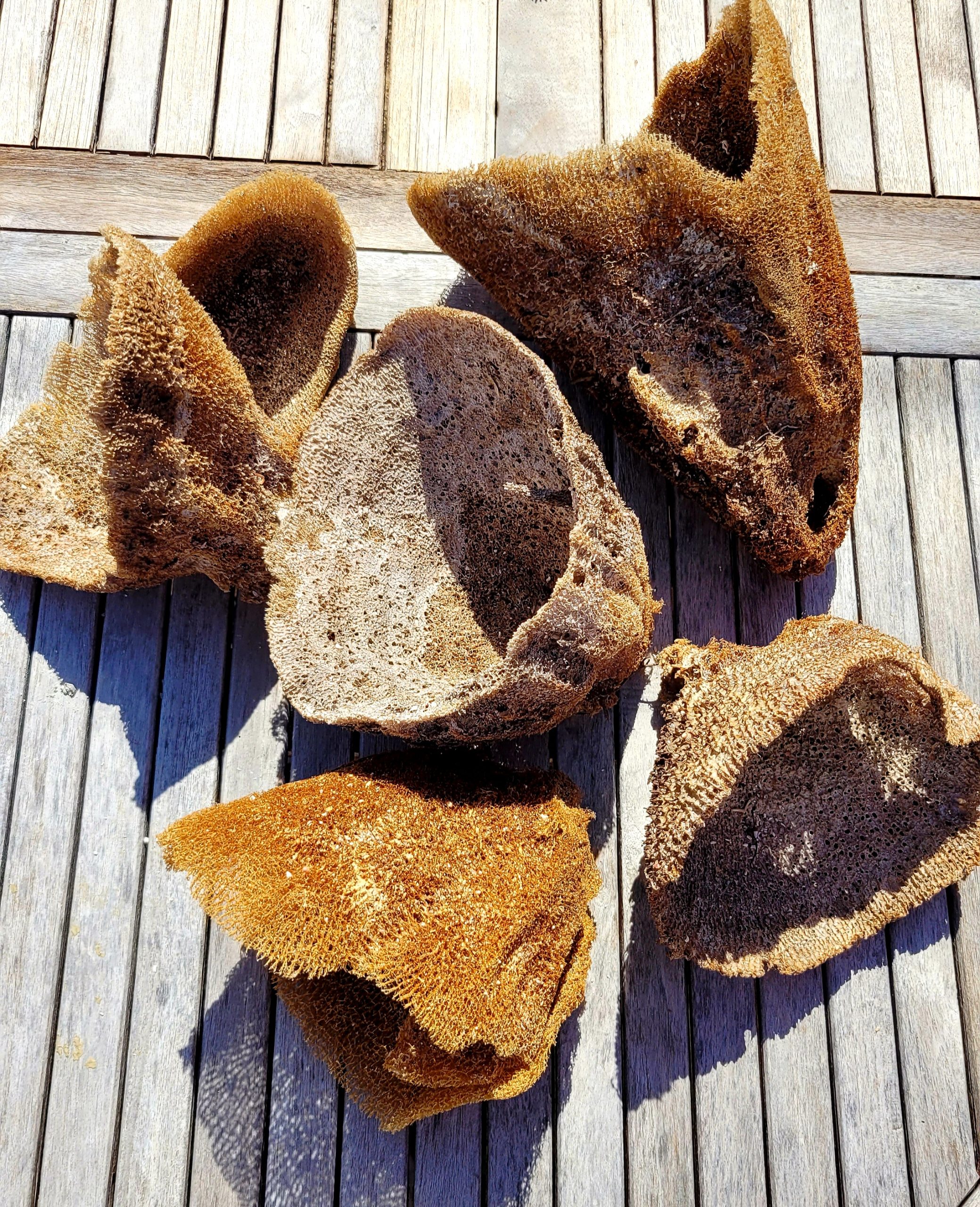 Small Dried Sponge- Decorative Piece