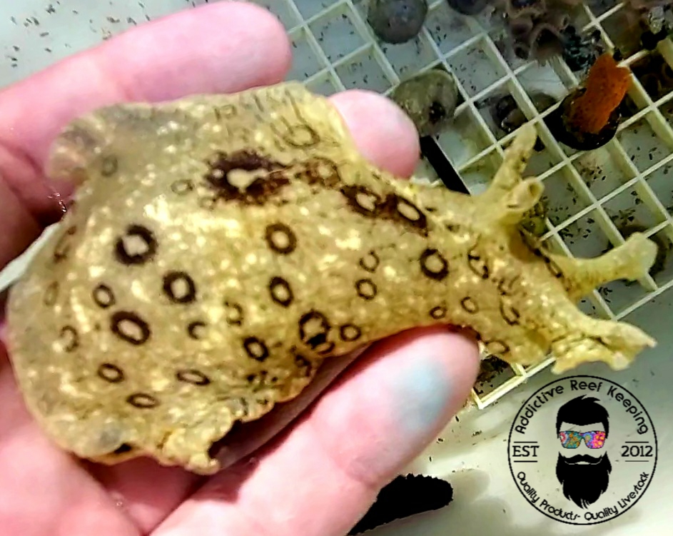 Dolabella Sea Hare- Algae Eater Seahare