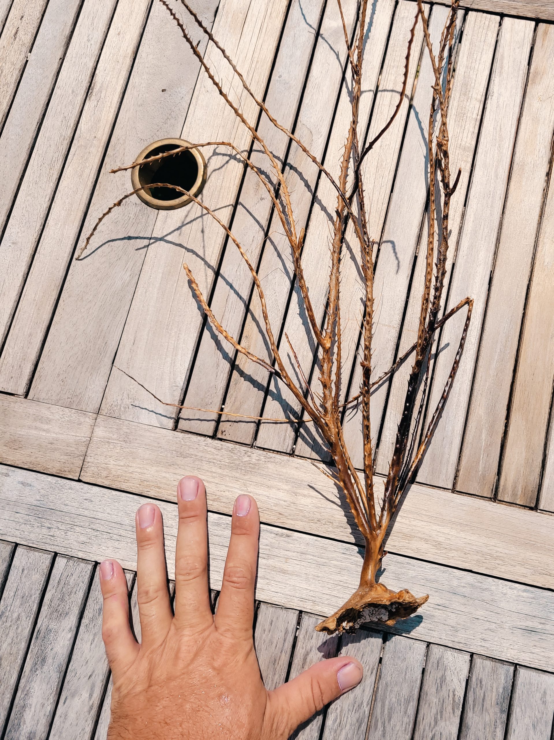 Dried Gorgonian-1A WYSIWYG