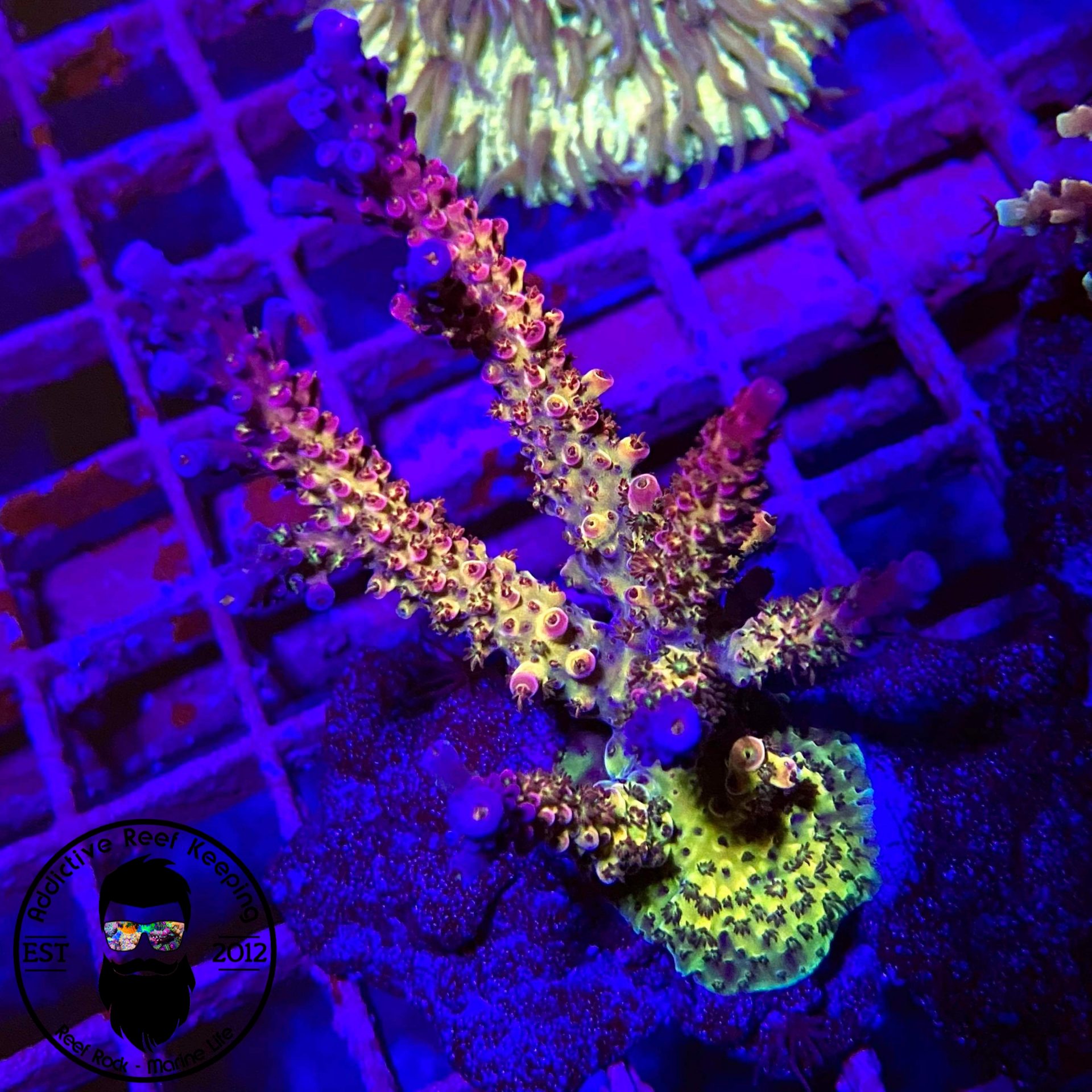 PC Rainbow SPS- 1″ Frag